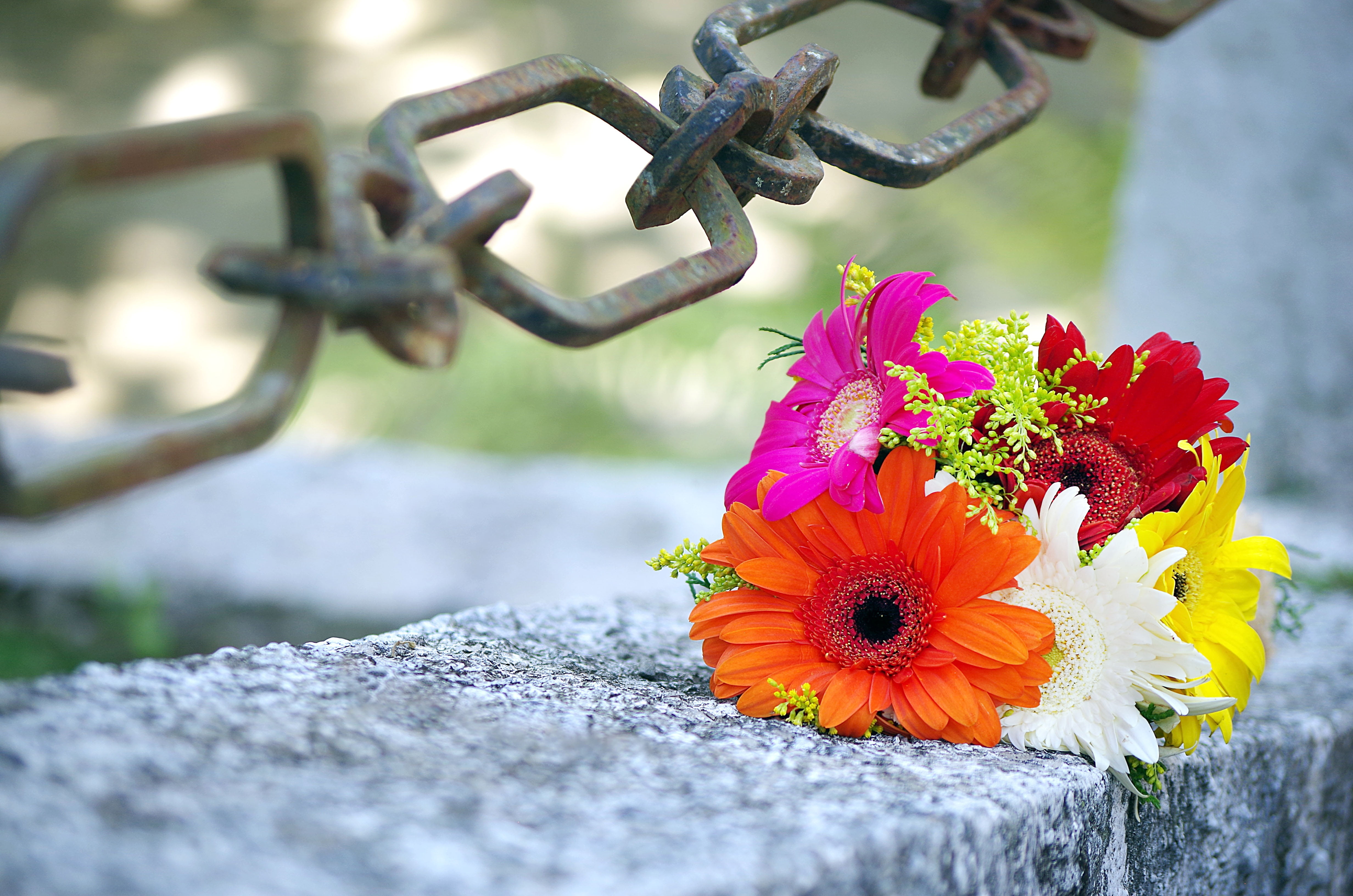 flowers, wedding, representation, link, fragility, inflorescence, commitment, plant, nature, trim, freshness, close-up, 4K, petal, day, focus on foreground, HD Wallpaper