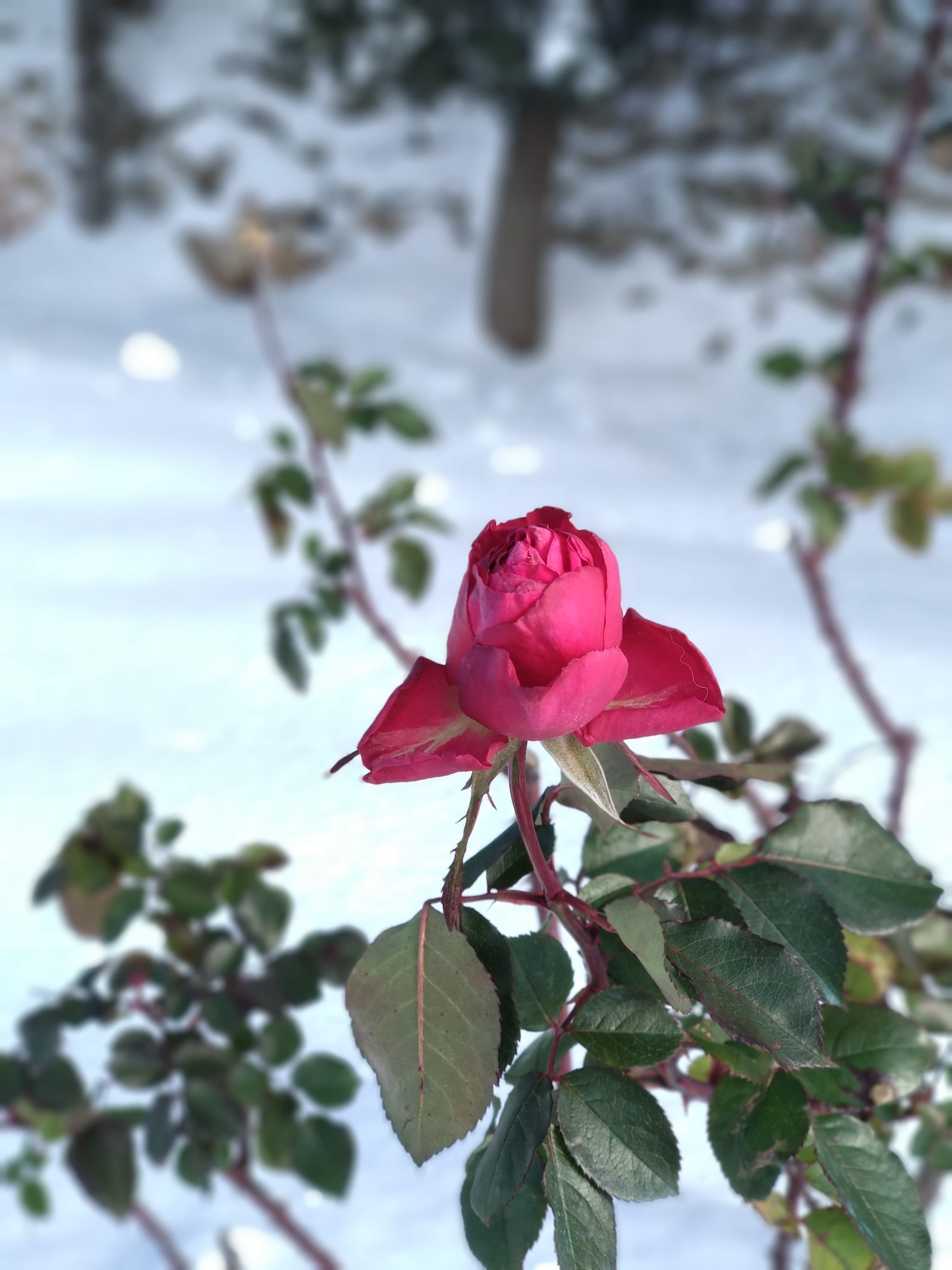 plant part, red, outdoor, fragility, flower head, beauty in nature, love, romance, inflorescence, growth, outdoors, sepal, christmas, flowering plant, nature, Phone HD Wallpaper