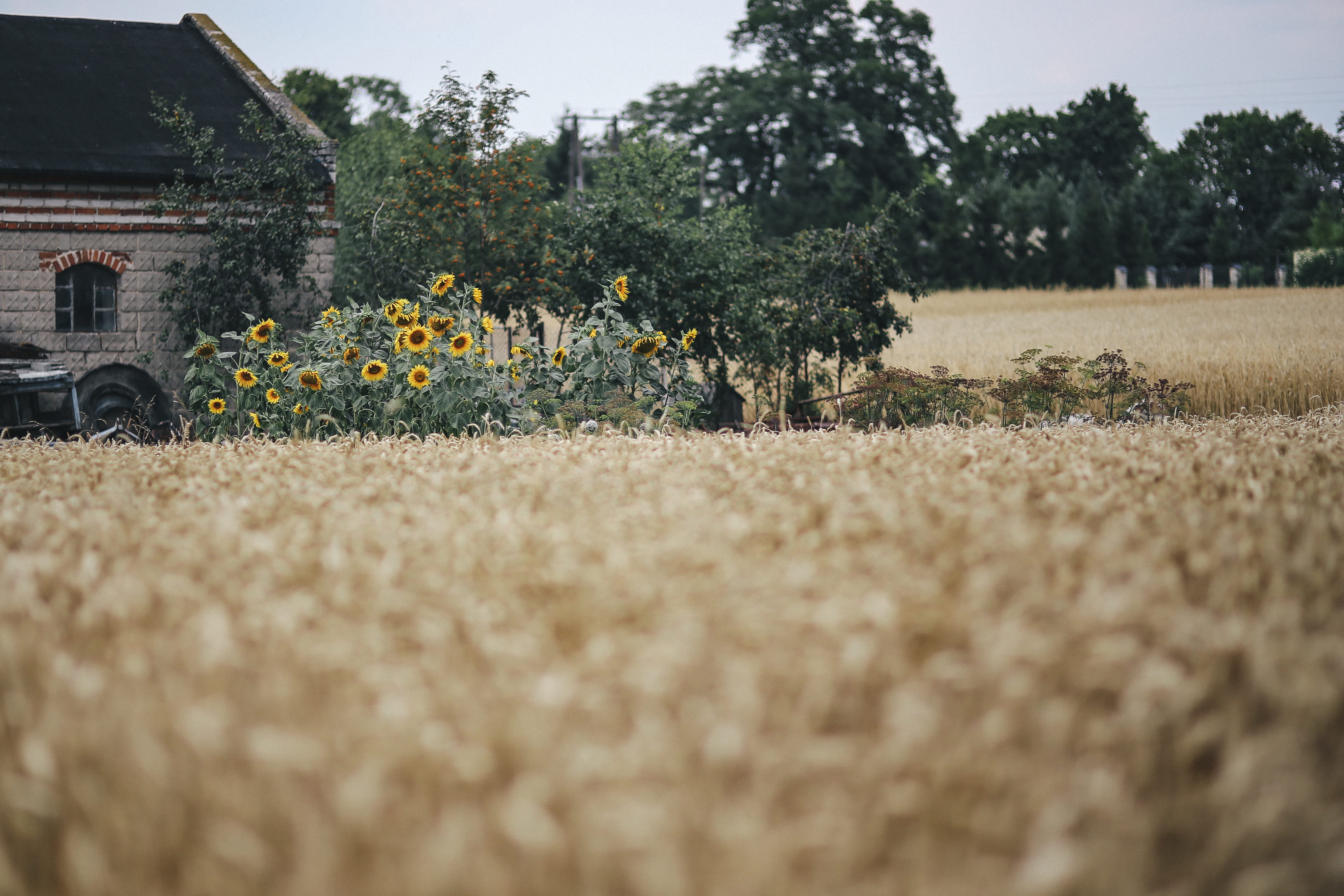 tree, landscape, crop, Golden grain, tranquility, land, environment, wheat, no People, gold, growth, nature, beauty in nature, agriculture, flower, plant, HD Wallpaper