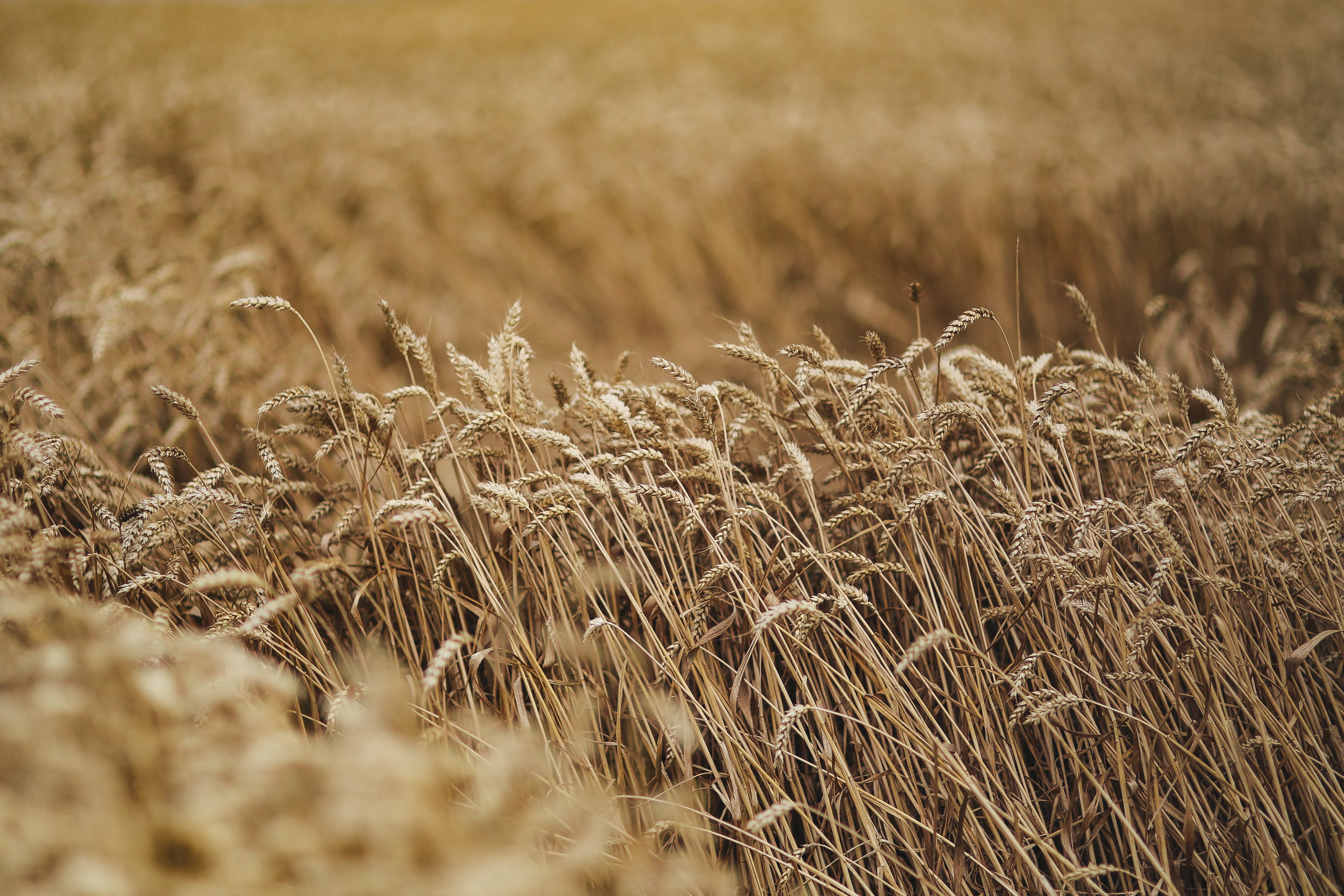 backgrounds, cereal Plant, plant, tranquility, 4K, close-up, crop, gold, wheat, environment, nature, straw, outdoors, countryside, summer, field, grass, HD Wallpaper