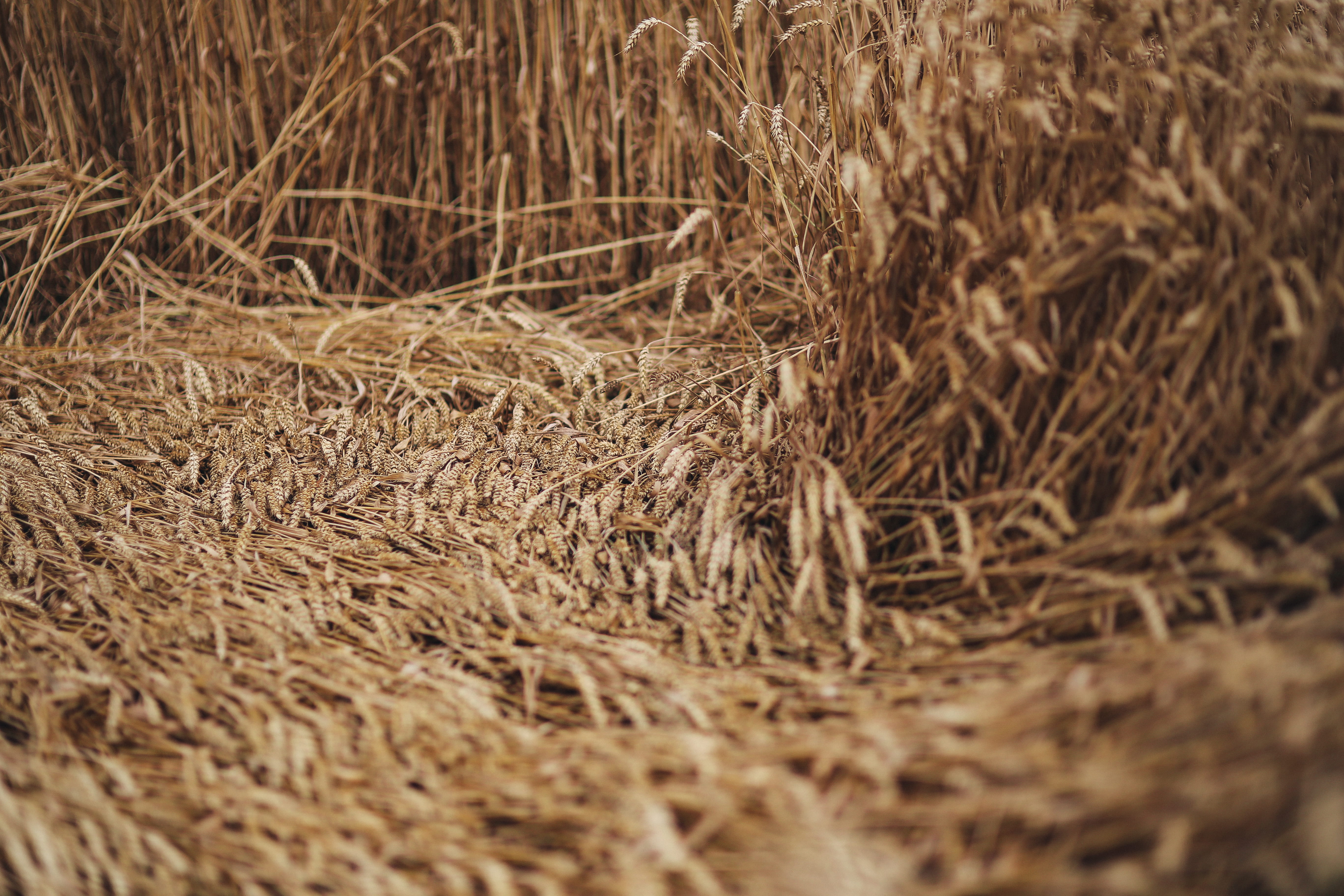 tranquility, brown, full frame, countryside, 5K, cereal plant, land, summer, agriculture, dry, grain, plant, nature, farm, hay, no people, golden, gold, HD Wallpaper