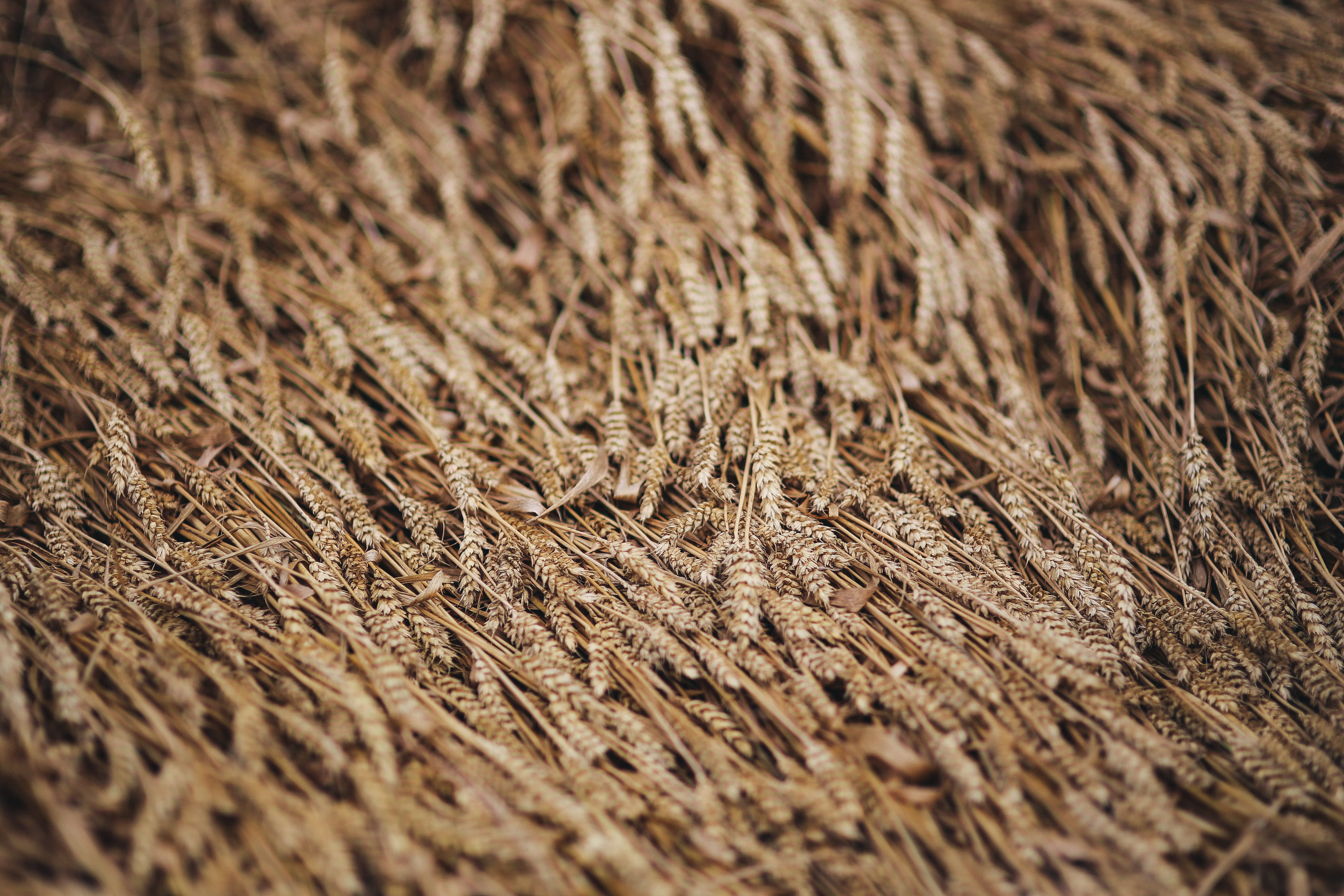 grain, brown, plant, tranquility, macro, pattern, textured, day, landscape, hay, farm, 5K, nature, straw, rural Scene, crop, wheat, field, land, golden, HD Wallpaper