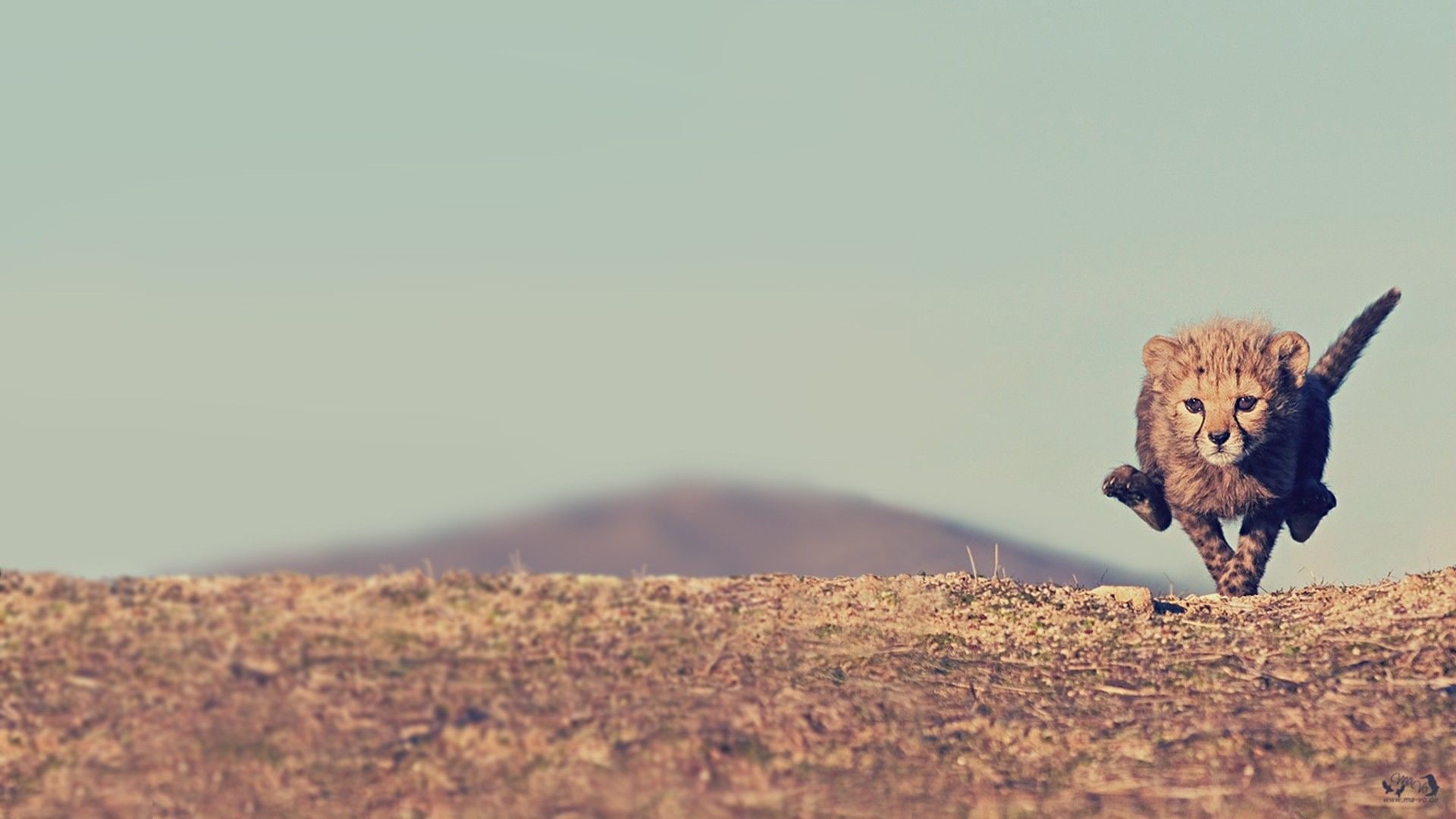 hd, cheetahs, cheetah, little, animals, 1080P, HD Wallpaper