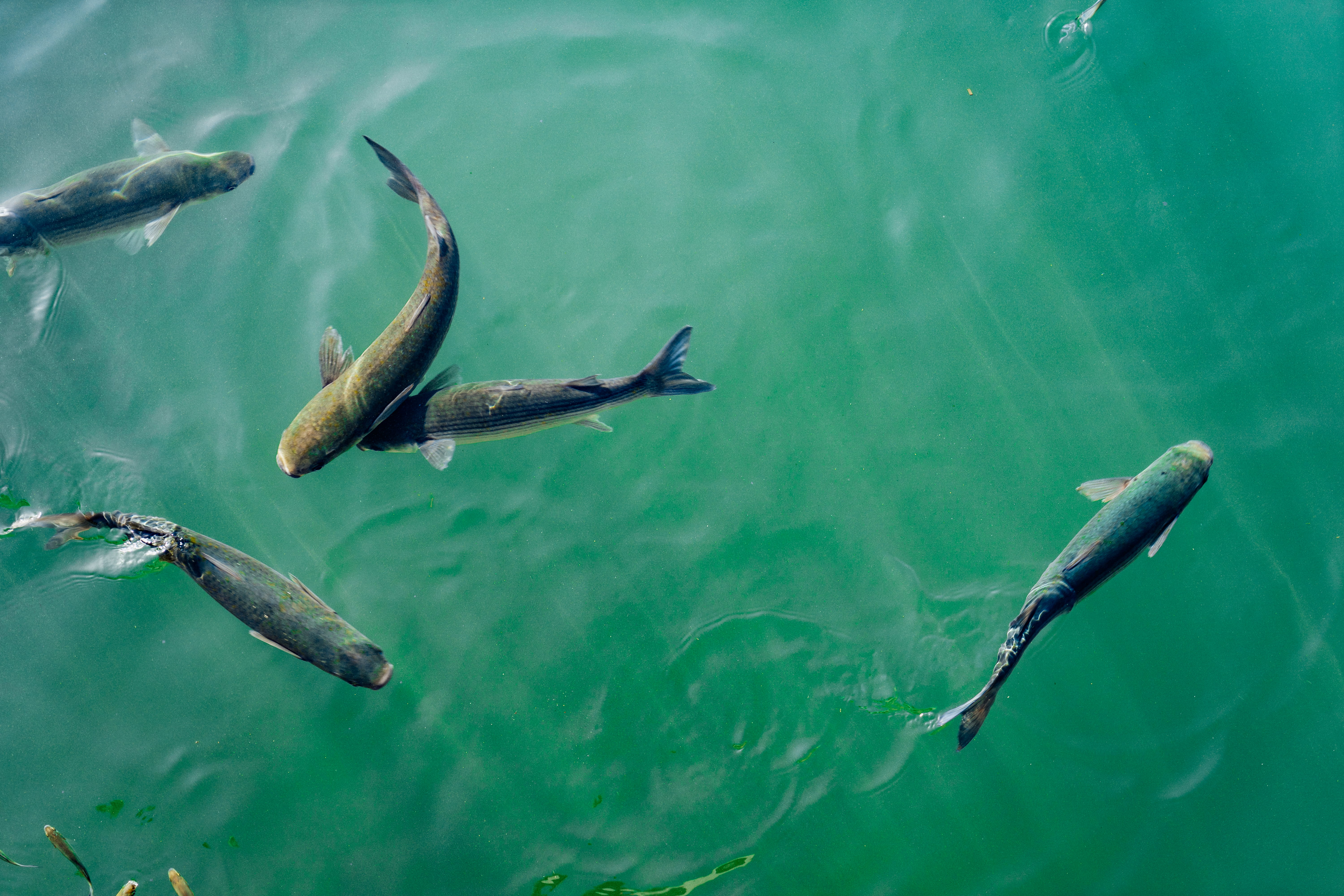 sea, feeding, black, no people, day, marine, fish net, swimming, vertebrate, bird, five, spread wings, animals in the wild, animal, nature, body, animal themes, HD Wallpaper