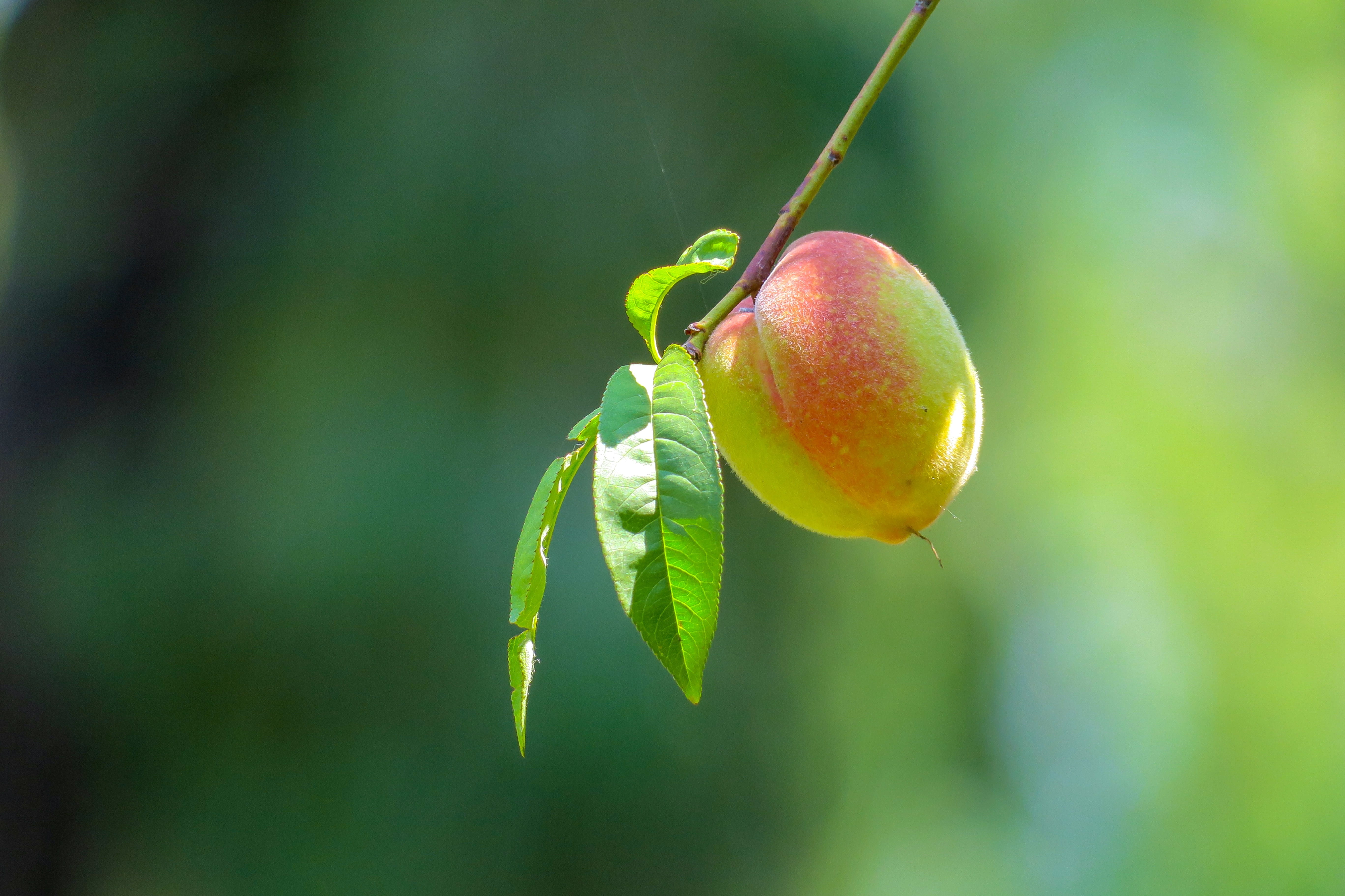 plant part, fruit, leaf, green color, hanging, plant, green, passion fruit, focus on foreground, tree, beauty in nature, no people, growth, healthy eating, HD Wallpaper