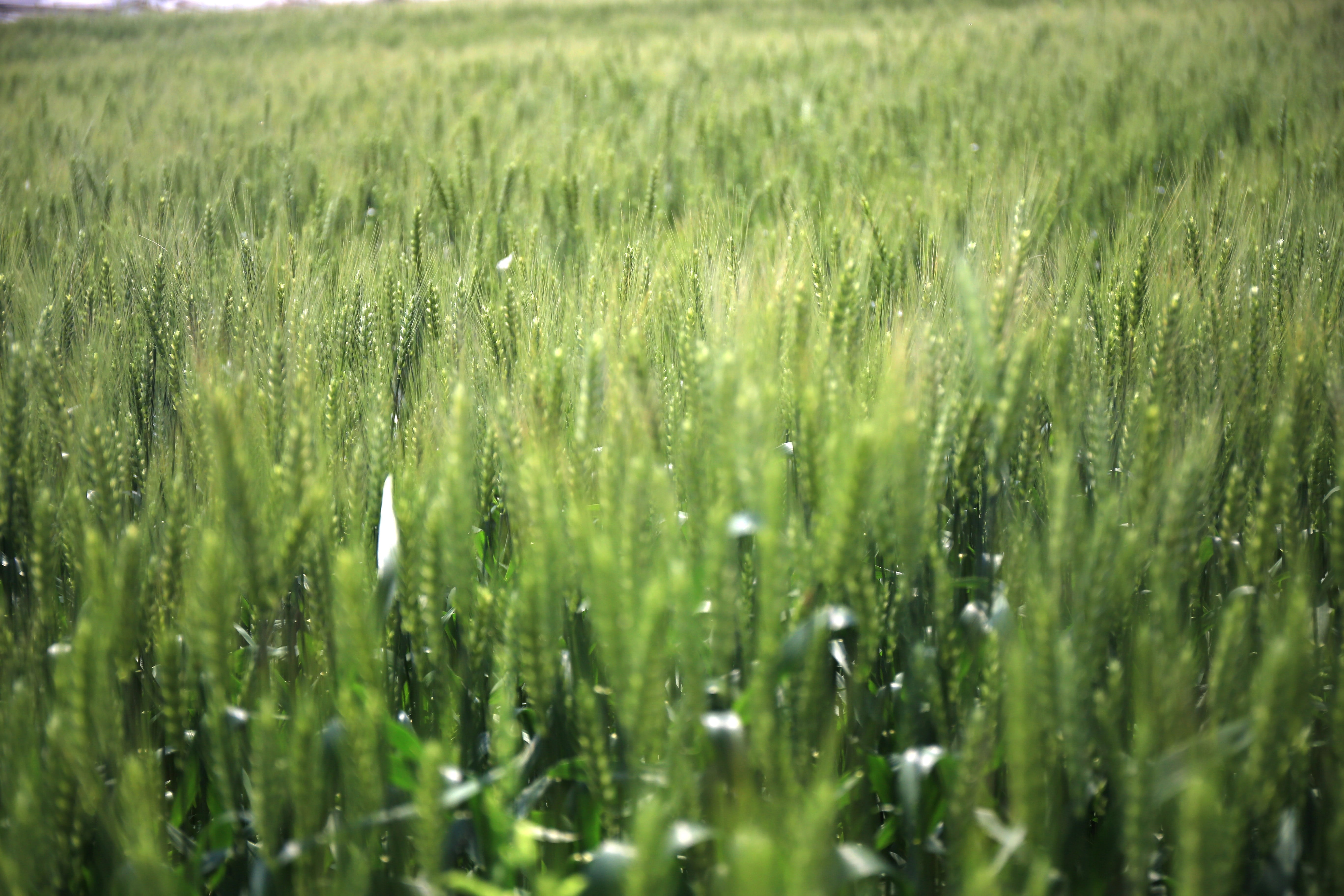 wet, rural scene, in wheat field, rain, beauty in nature, landscape, growth, gain, land, outdoors, nature, tranquility, plant, drop, full frame, ye tian, HD Wallpaper