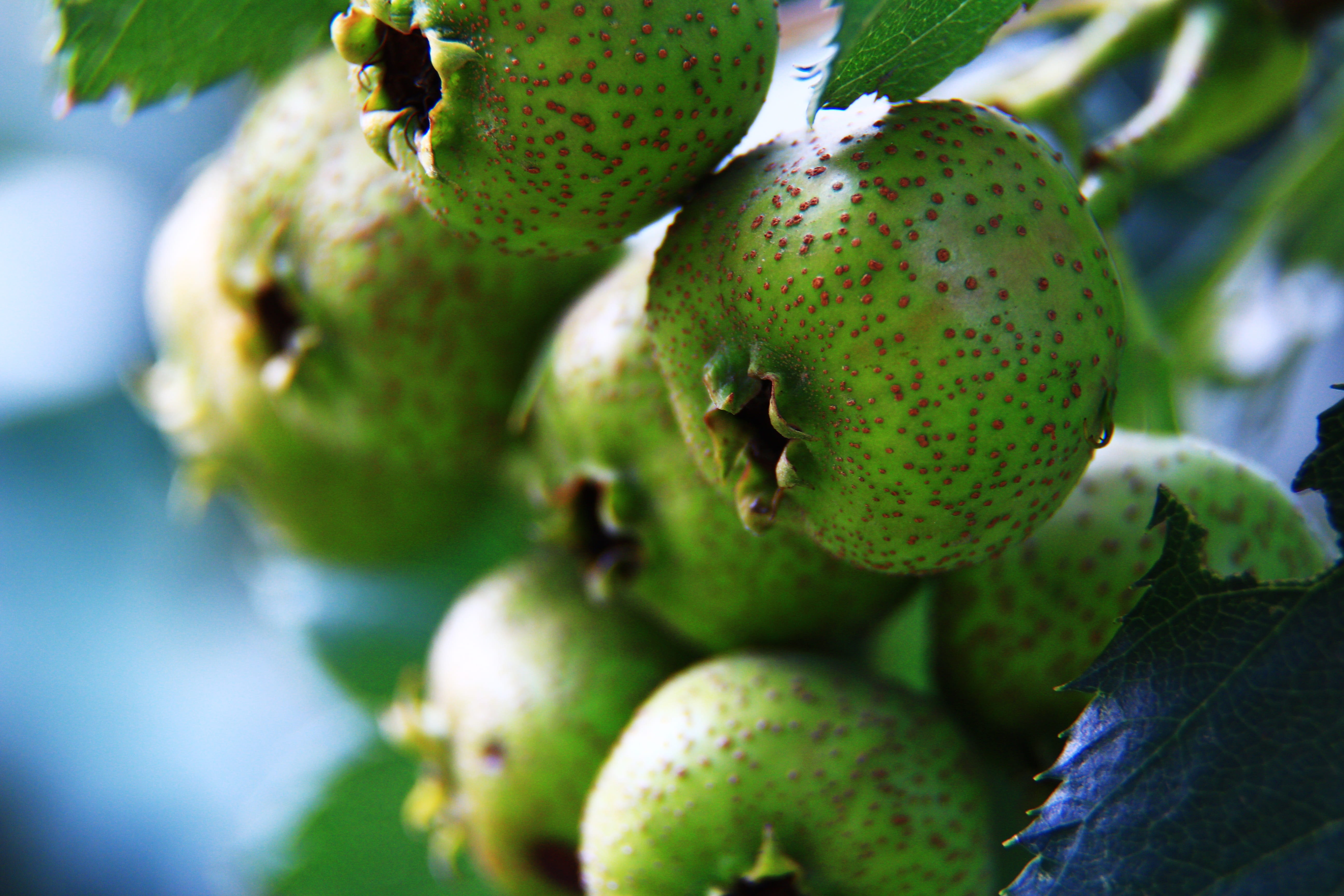 food, green, exotic, growth, day, organic, wellbeing, healthy eating, leaf, freshness, 5K, gain, green color, close-up, hawthorn, ripe, food and drink, HD Wallpaper