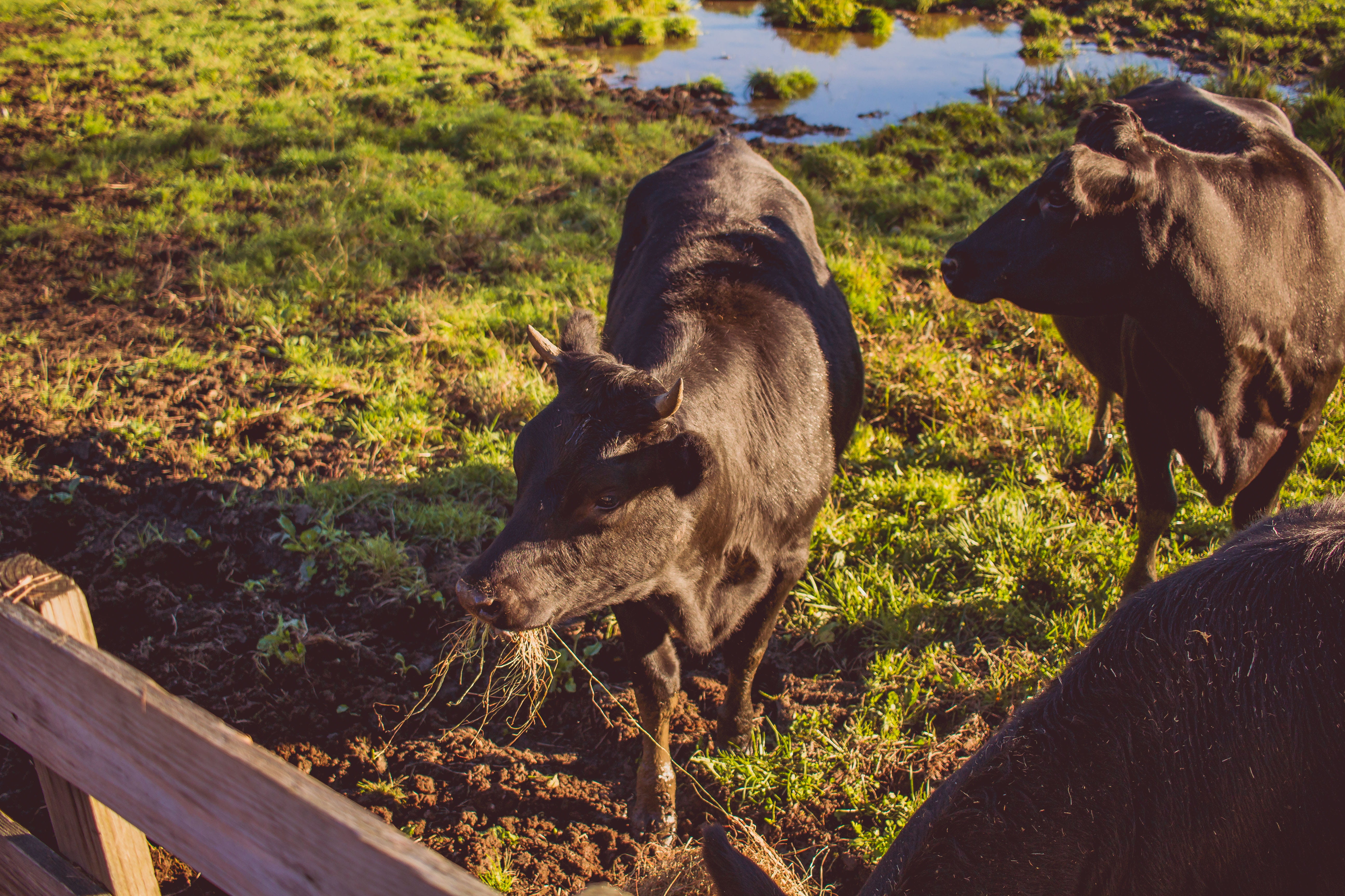 mammal, group of animals, united states, domestic, two animals, herbivorous, gaines farm, plant, cattle, domestic animals, animal, day, vertebrate, animal themes, HD Wallpaper