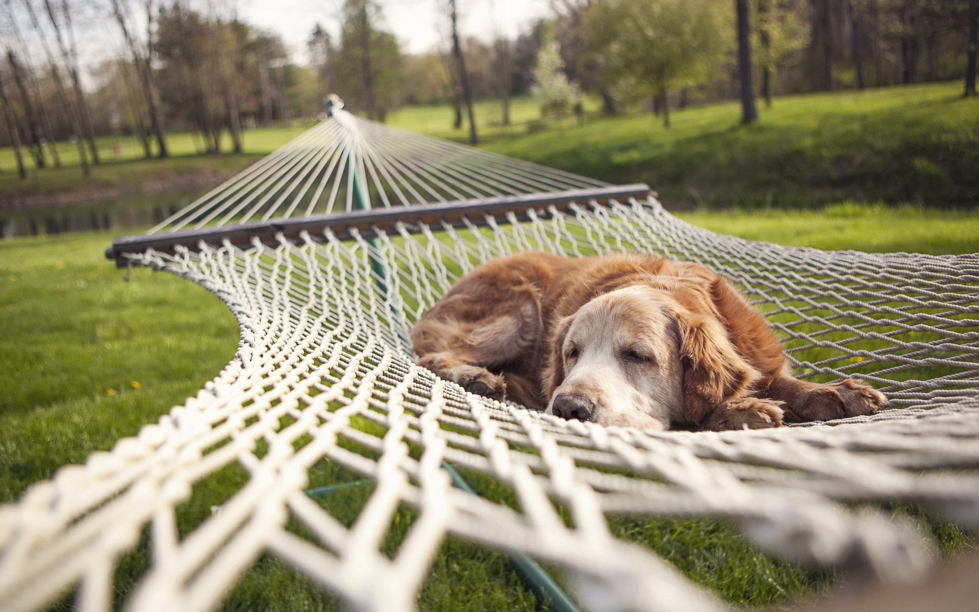 animals, sleeping, nature, pet, hammocks, rest, dog, depth of field, park, nets, trees, 1080P, lake, grass, HD Wallpaper