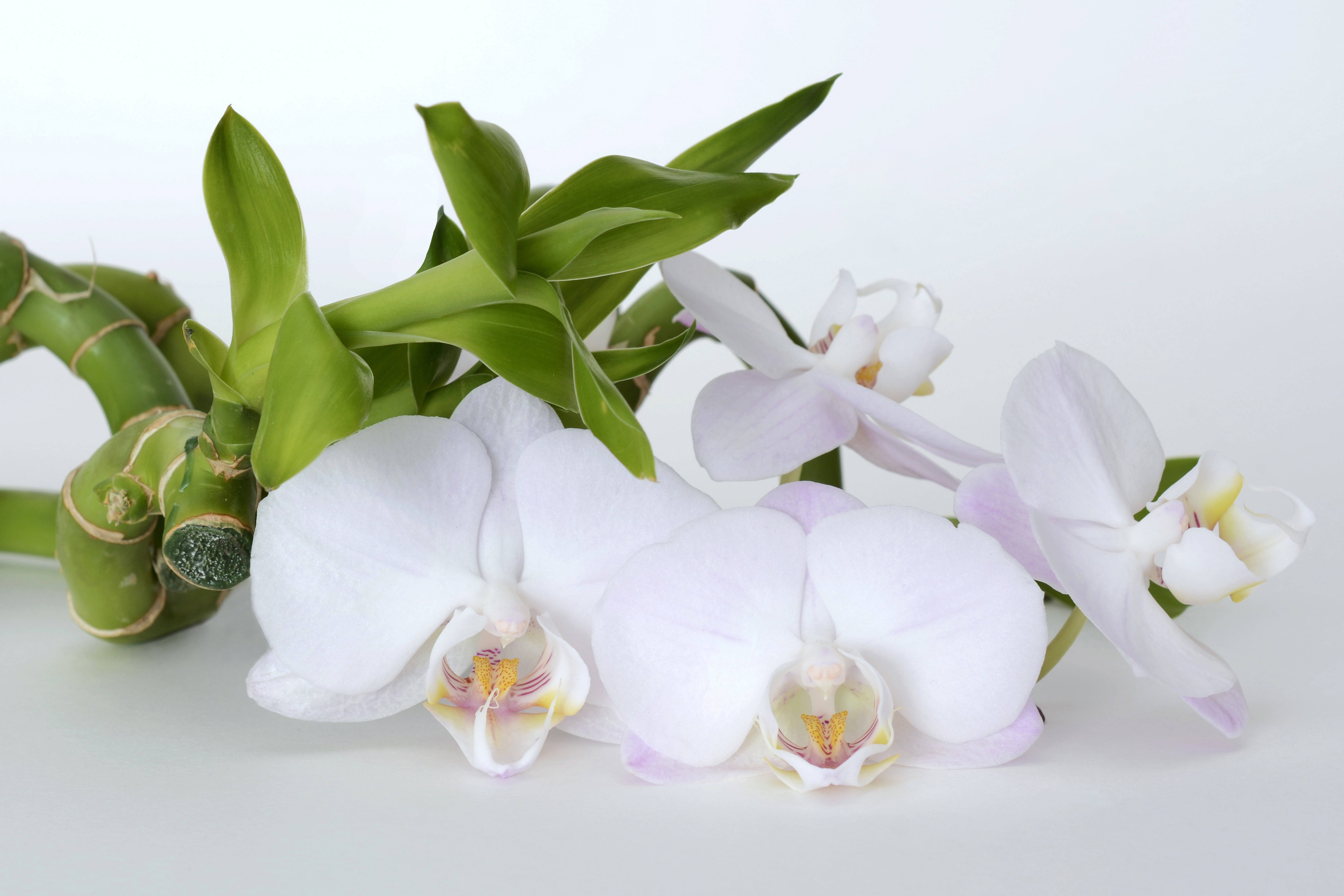 petal, leaf, moth, indoors, luxury, flower arrangement, branch, relax, inflorescence, luck, bamboo, asia, luck bamboo, closeup, fragility, flowering plant, HD Wallpaper