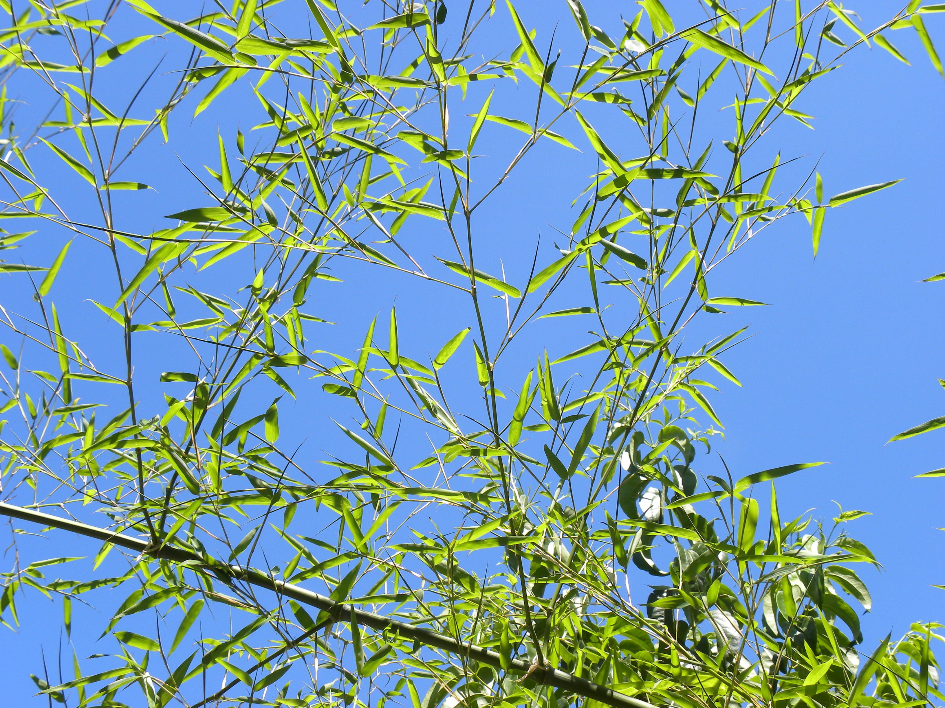 sky, no people, nature, day, sunny, peace, chinese, china, outdoors, backgrounds, 2K, natural, branch, clear sky, asia, zen, food and drink, green color, HD Wallpaper