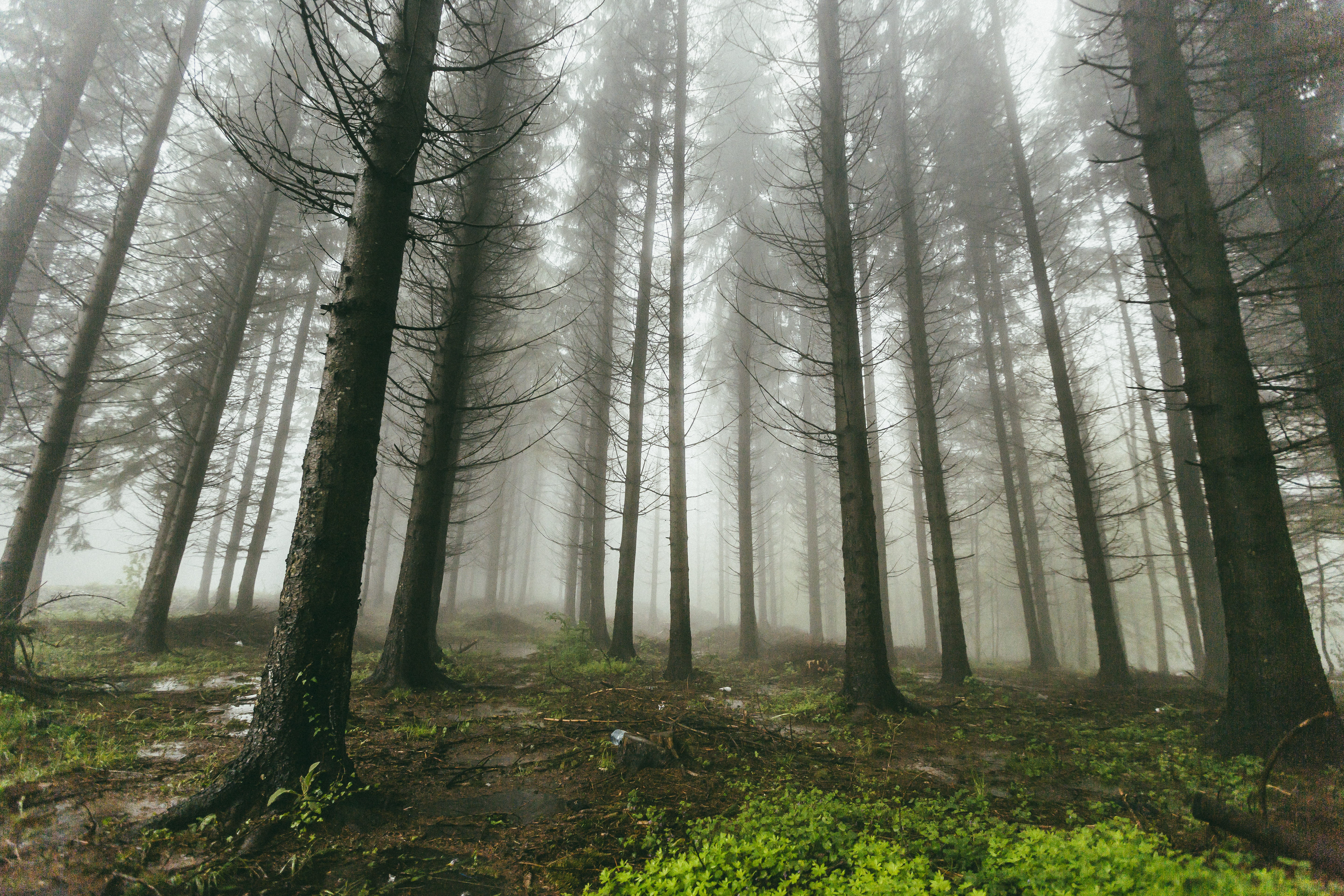 environment, misty, wet, forest, earth, gloomy, low angle view, fog, pine tree, haze, fogs, plant, tree trunk, root, beauty in nature, evergreen, mist, HD Wallpaper