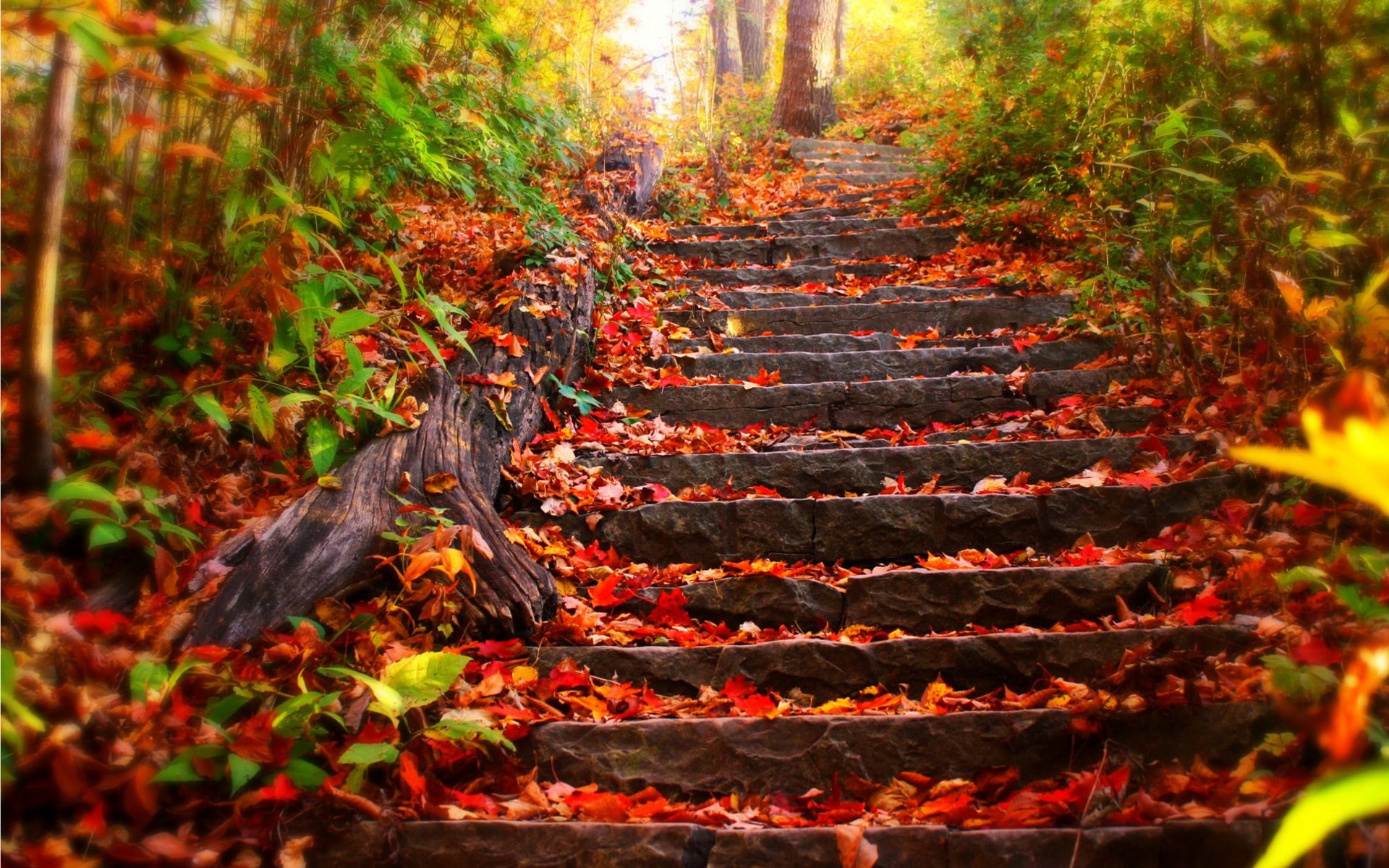autumn, gray, stairs, concrete, staircase, nature, hd, 1080P, HD Wallpaper