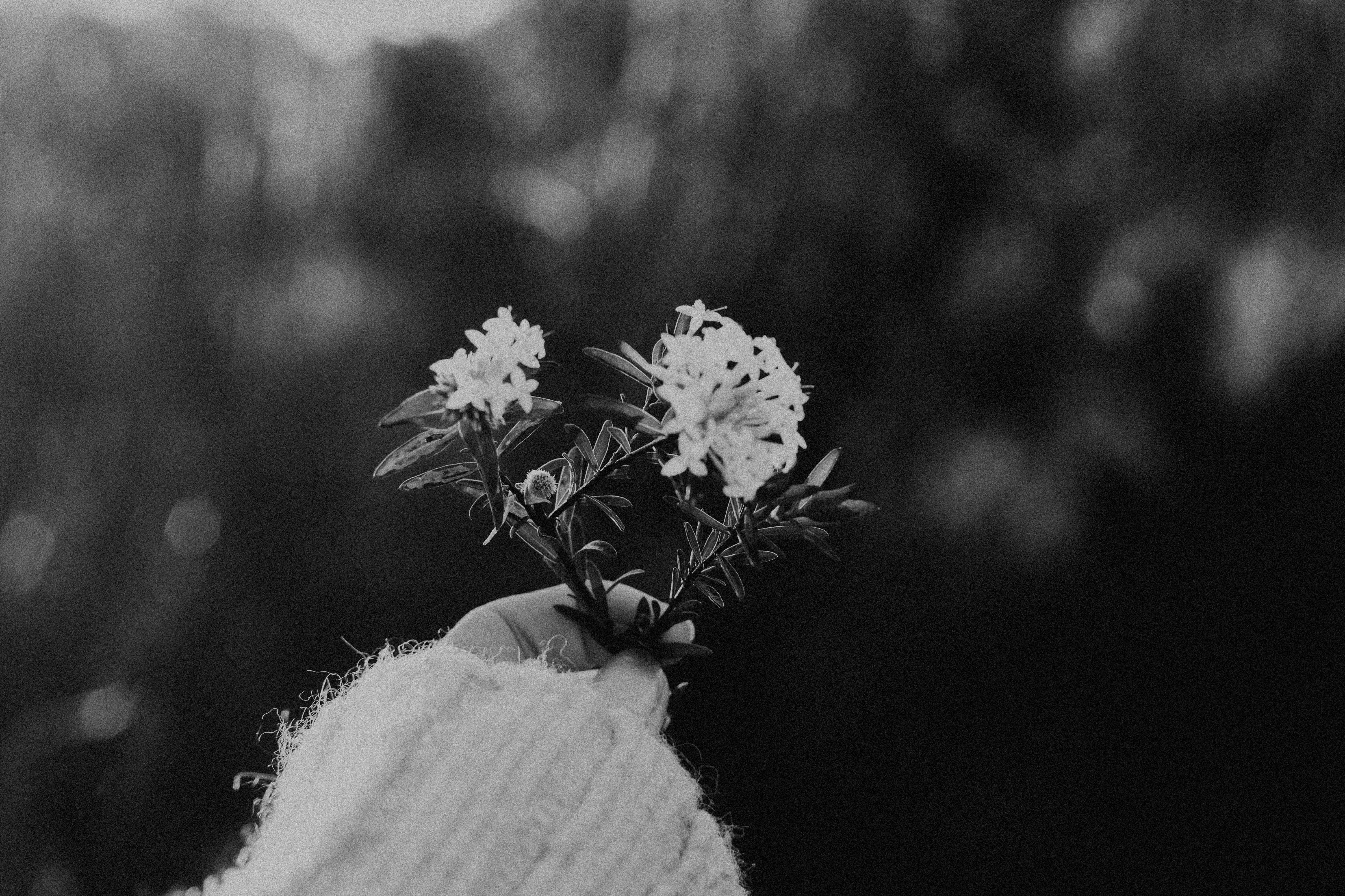 daisy, fragility, close-up, petal, flower, nature, outdoors, hat, back, pollen, bouquet, blossom, apiaceae, freshness, sleeve, flowering plant, day, cap, HD Wallpaper