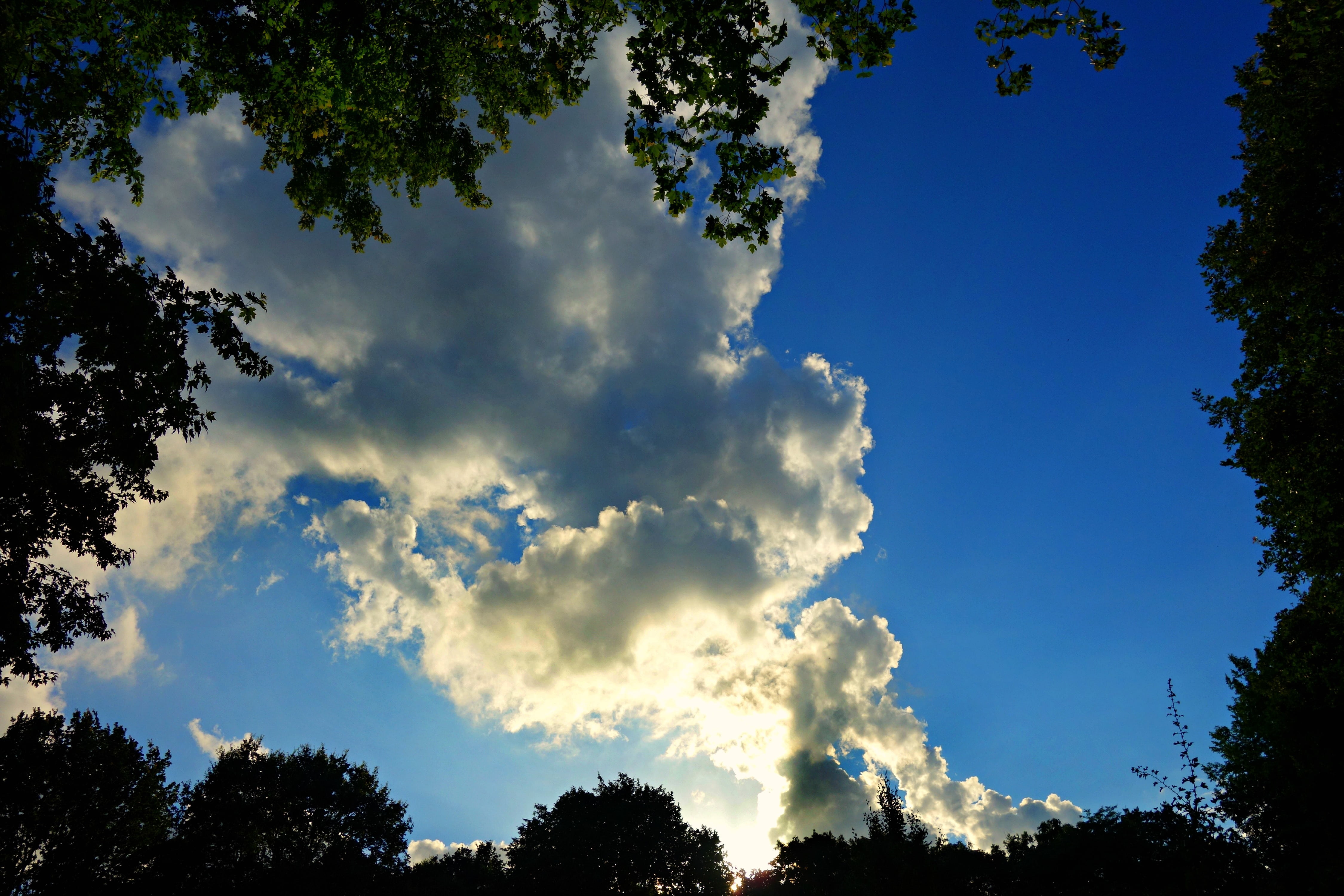 nature, scenics - nature, cloud - Sky, silhouette, outdoors, weather, growth, tranquil scene, sky, tree, day, upward, tree tops, sunlight, blue, low angle view, HD Wallpaper