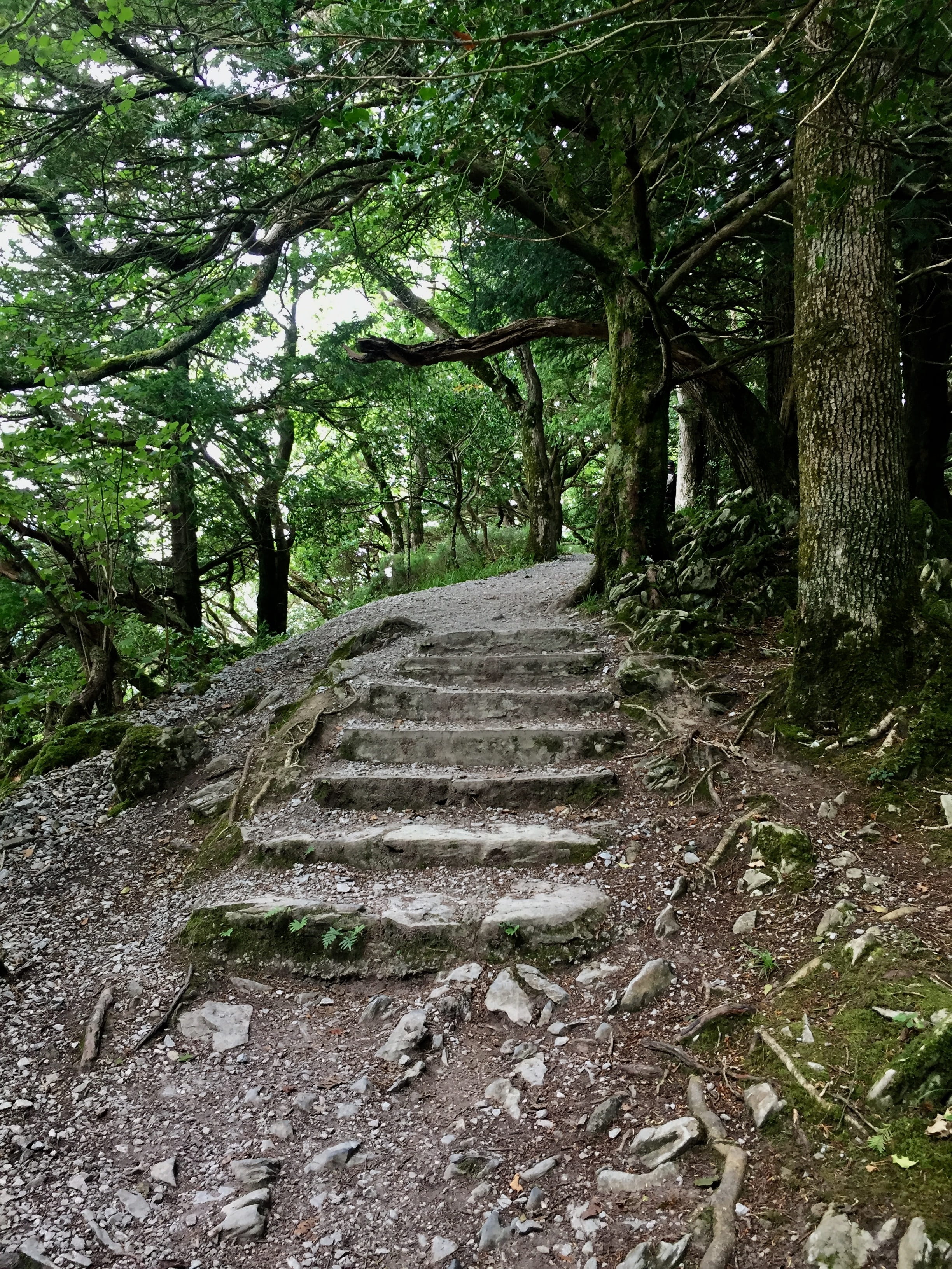 away, gradually, plant, emergence, stair step, direction, rise, architecture, beauty in nature, outdoors, 2K, upward, no people, stone, forest, diminishing perspective, Phone HD Wallpaper