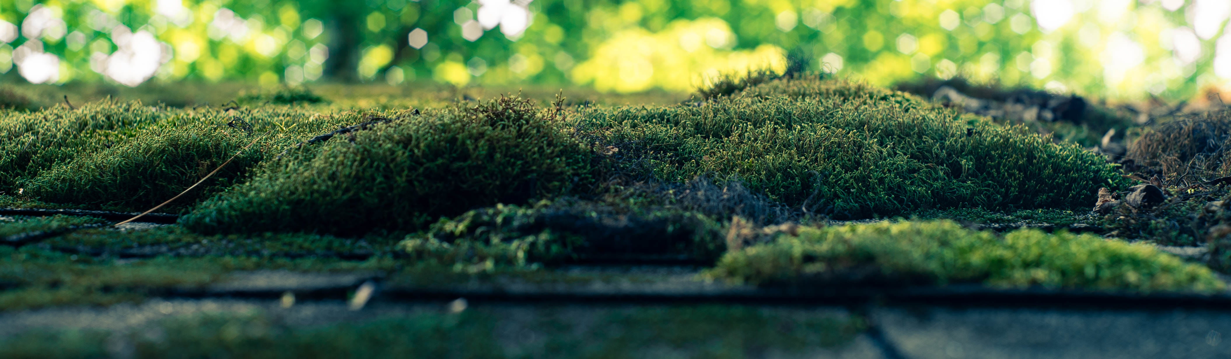tiny, macro, growth, outdoors, summer, no people, close-up, field, green, tranquility, tilt shift, mini, 4K, surface level, green color, plant, day, moss, HD Wallpaper