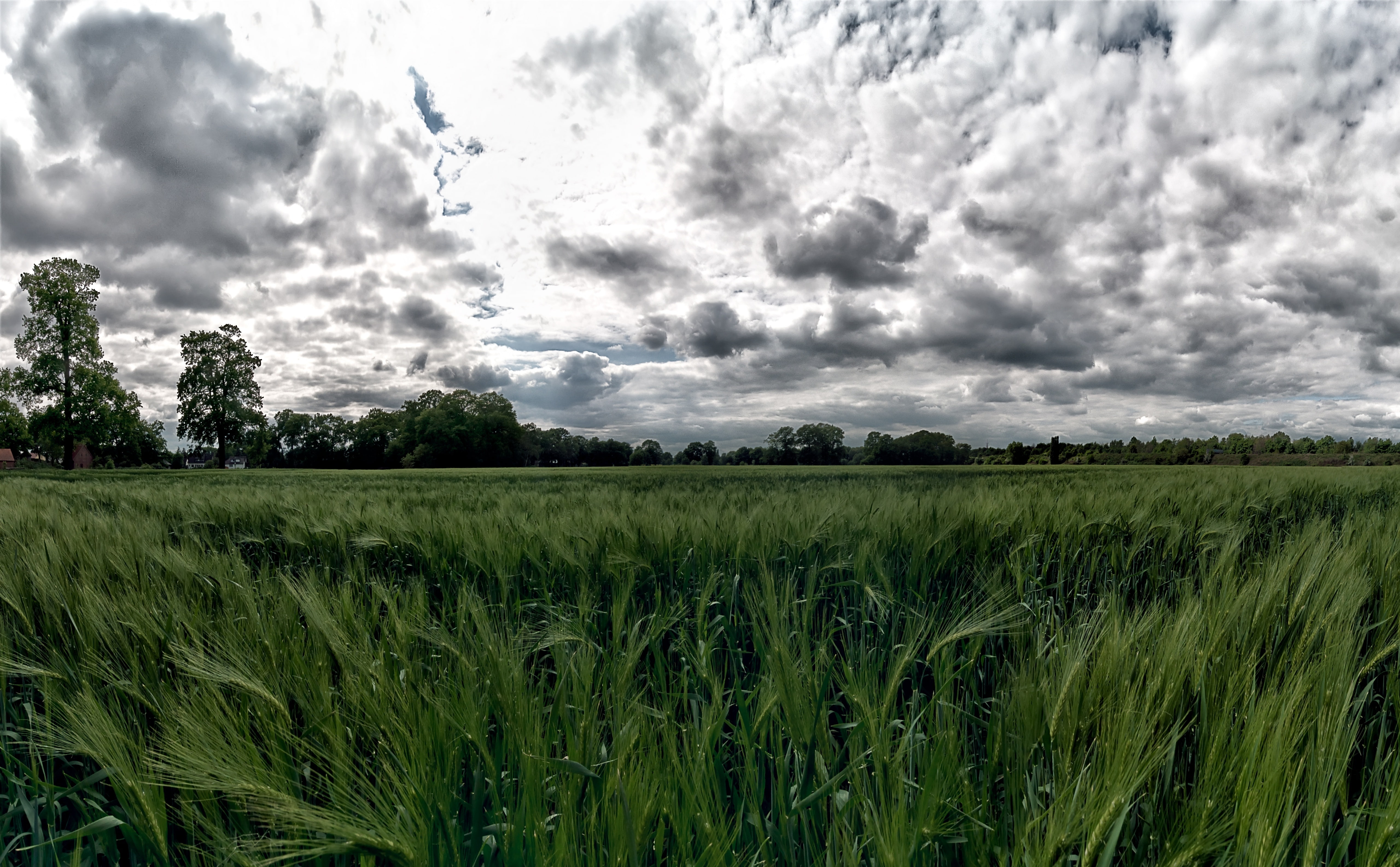 Angle, Europe, Erde, green color, Germany, Wide, Forest, plant, Dramatic, Field, rural scene, no people, land, Spring, environment, regenerative Energien, HD Wallpaper