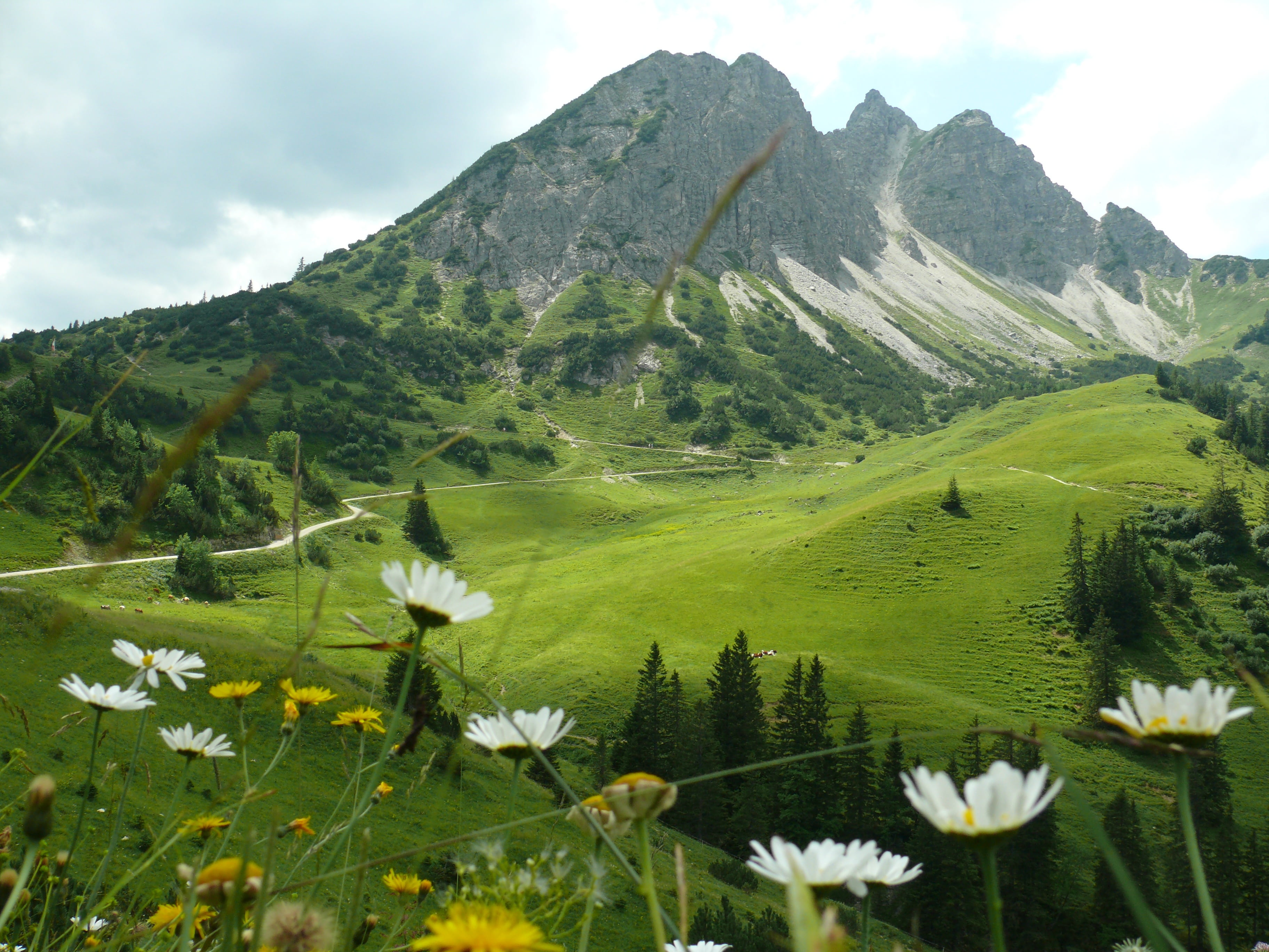 tranquility, growth, experience, scenics, vulnerability, mountains, flowering plant, mountain, flower head, hiking, panorama, fragility, freshness, cloud - sky, HD Wallpaper
