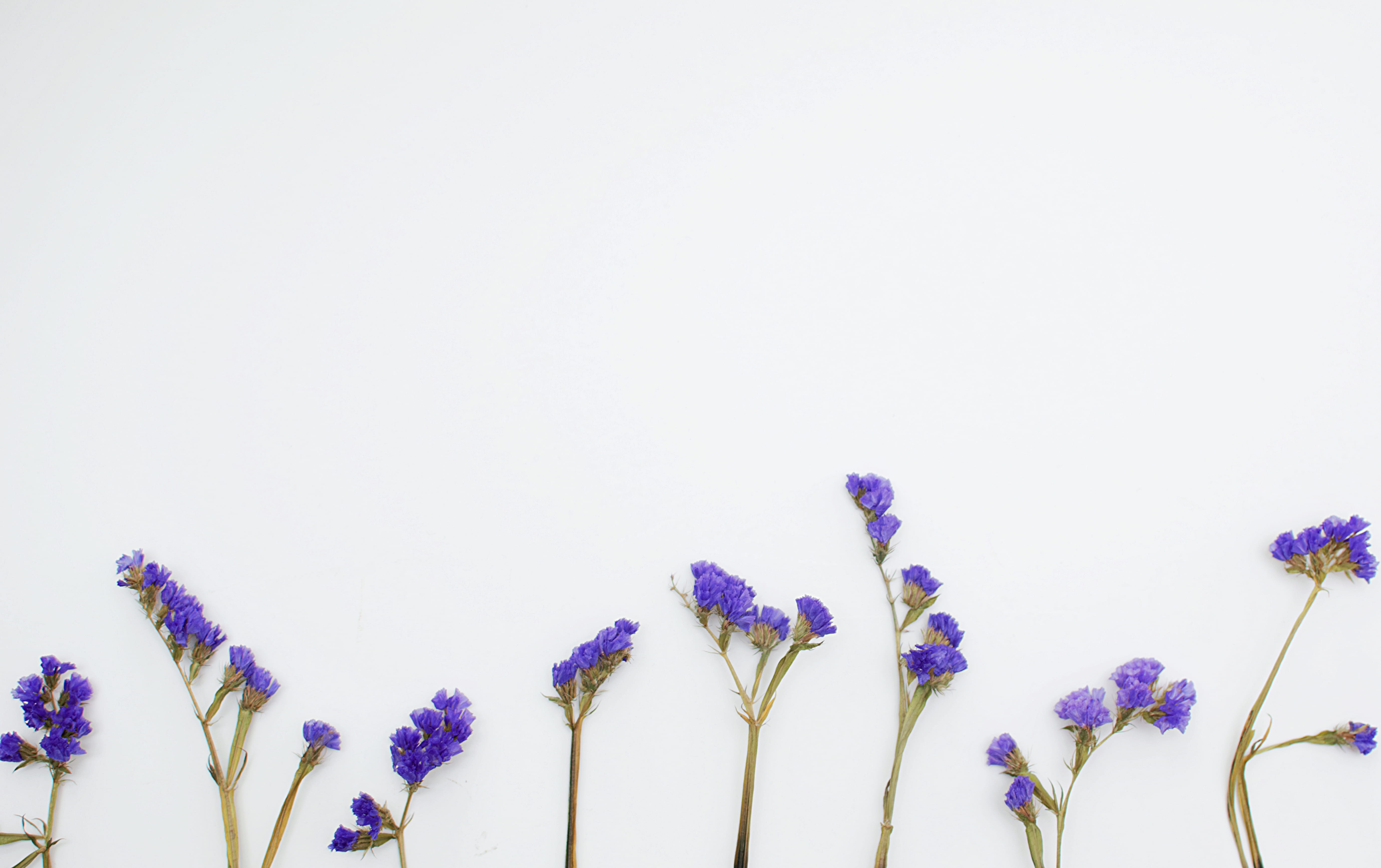 stem, flowering plant, iris, freshness, white, flower head, flatlay, flowers, blue, fragility, lay, close-up, beauty in nature, flat, geranium, inflorescence, HD Wallpaper