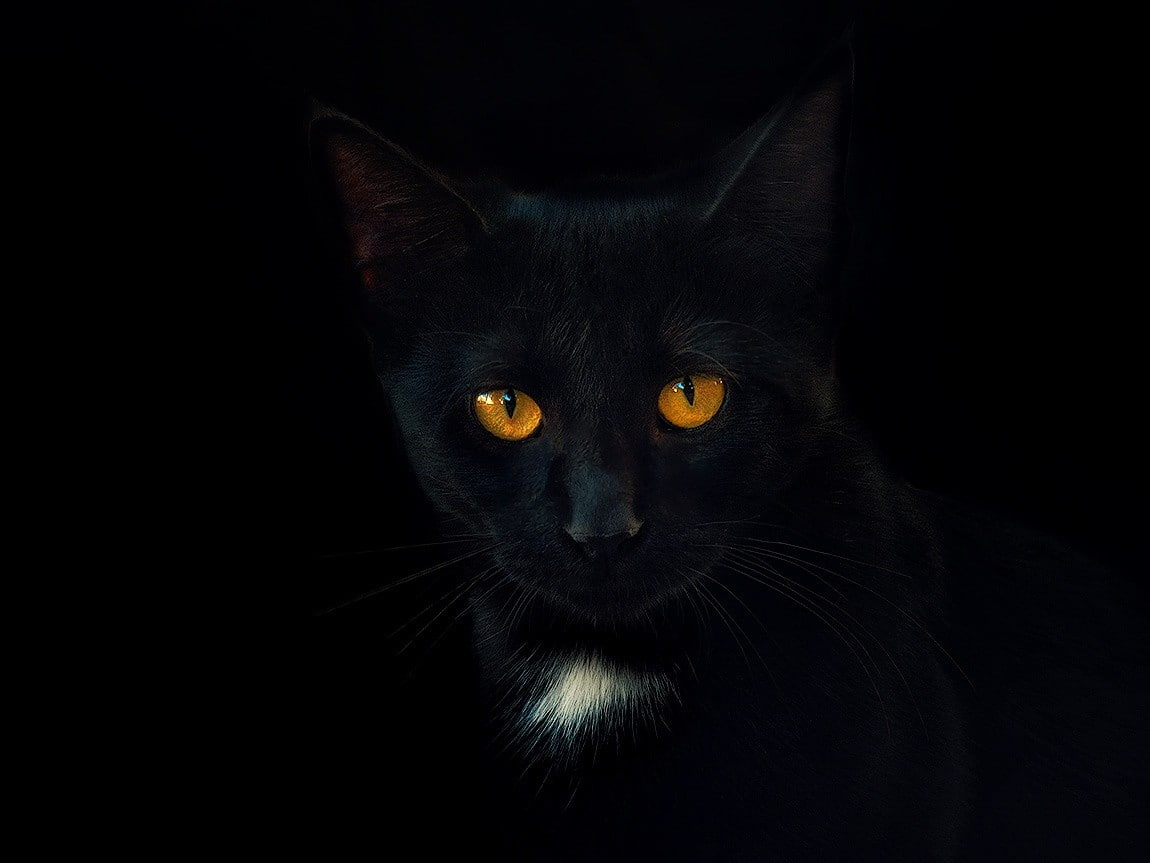whisker, animal eye, 480P, indoors, domestic animals, domestic cat, vertebrate, animal, pets, domestic, looking at camera, no people, animals, studio shot, HD Wallpaper