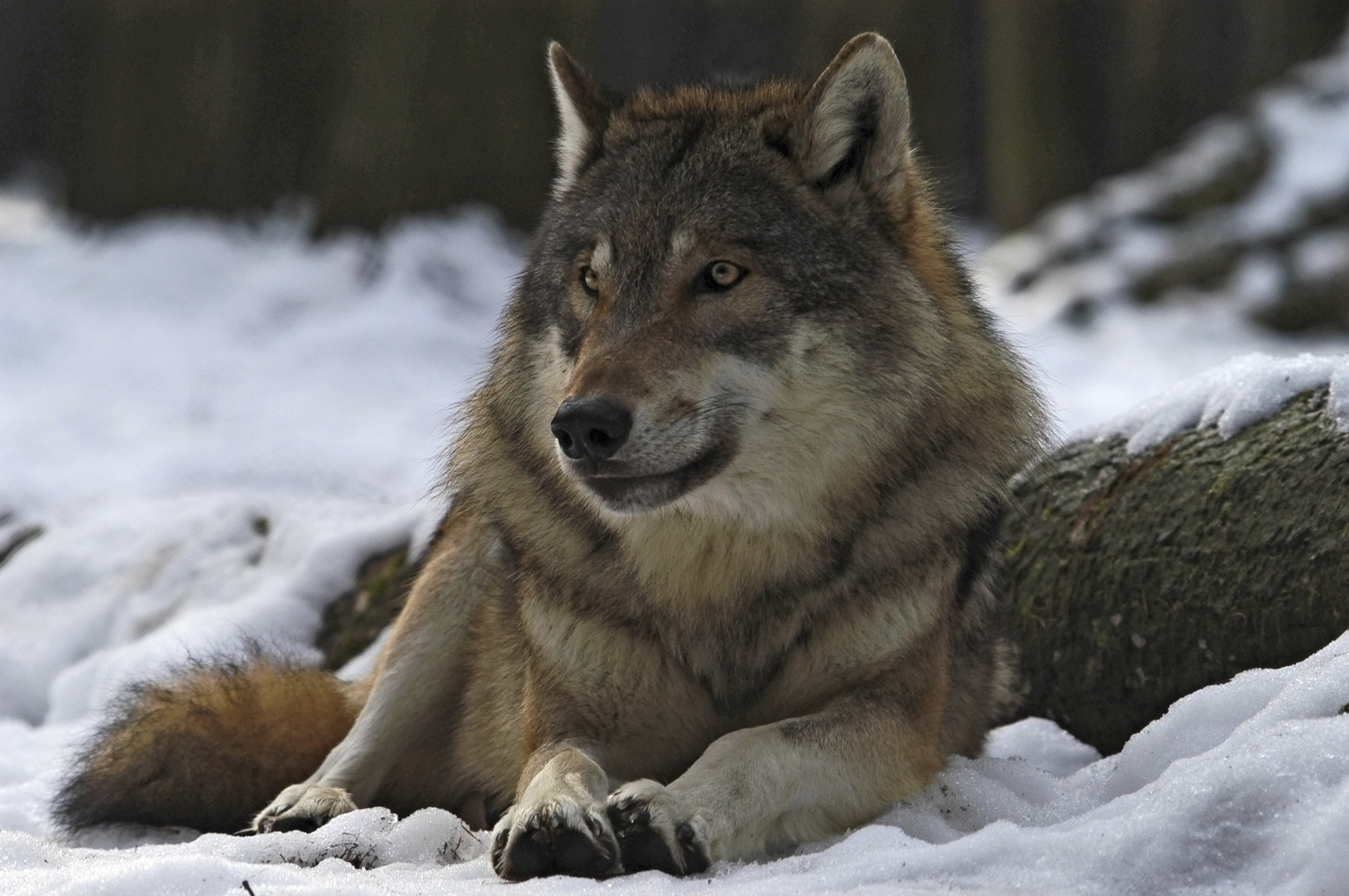 looking, animal wildlife, one Animal, leader, looking away, fur, animal Head, male, snow, portrait, animals Hunting, canine, relaxation, 5K, wilderness Area, HD Wallpaper