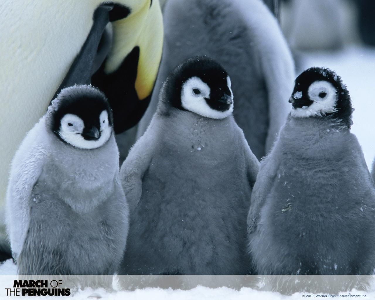hd, 720P, baby, pinguin, sweet, animals, pinguins, HD Wallpaper