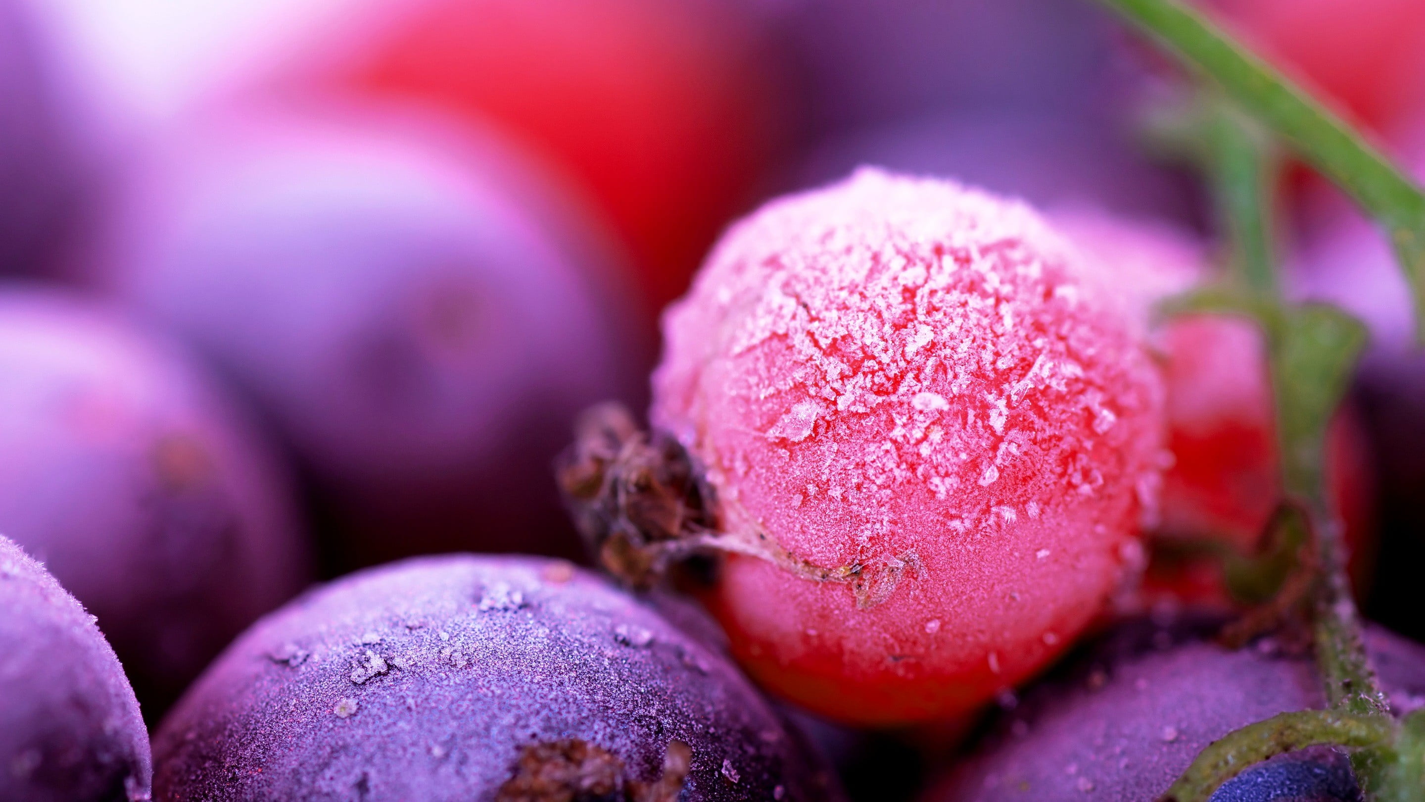full frame, purple, pink color, food and drink, healthy eating, agriculture, 2K, plant, food, freshness, blueberry, macro, fruit, nature, organic, close-up, HD Wallpaper