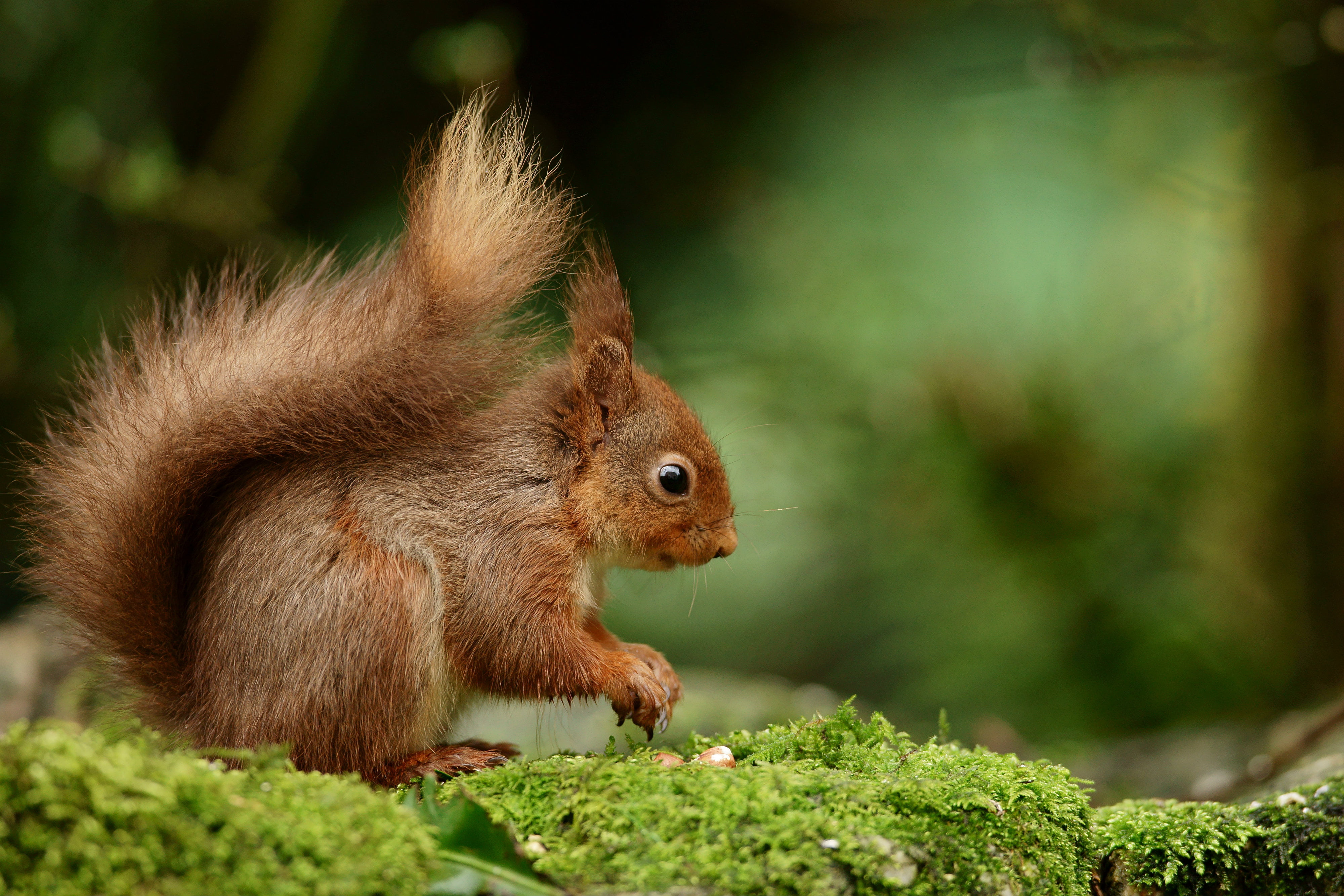 wildlife, tree, outdoors, nut - Food, eating, brown, nature, cute, squirrel, animal, rodent, mammal, 4K, forest, HD Wallpaper
