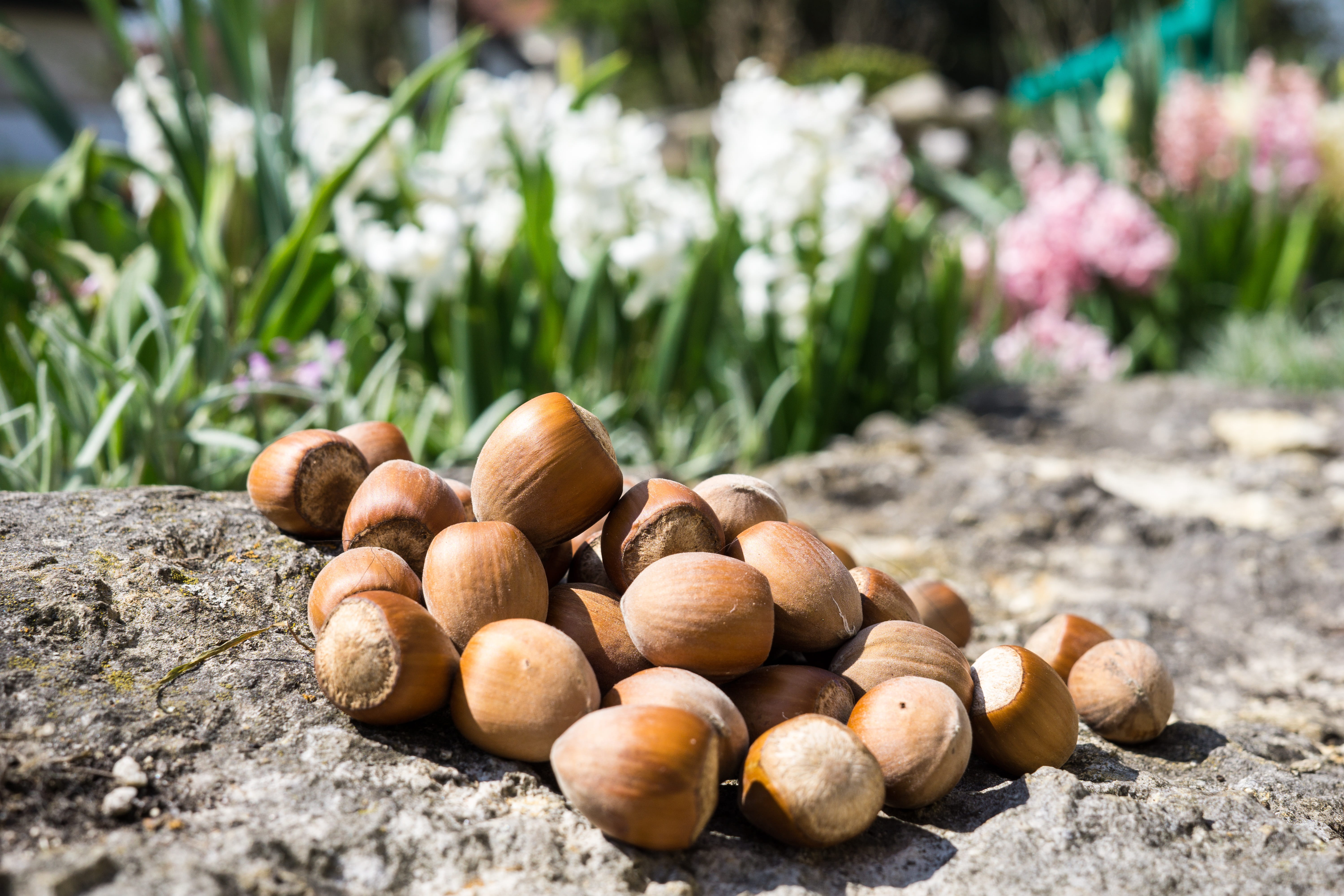 nature, shell, healthy eating, field, food and drink, eat, close, nuts, fruits, nut - food, hazelnut, brown, focus on foreground, nut, still life, no people, HD Wallpaper