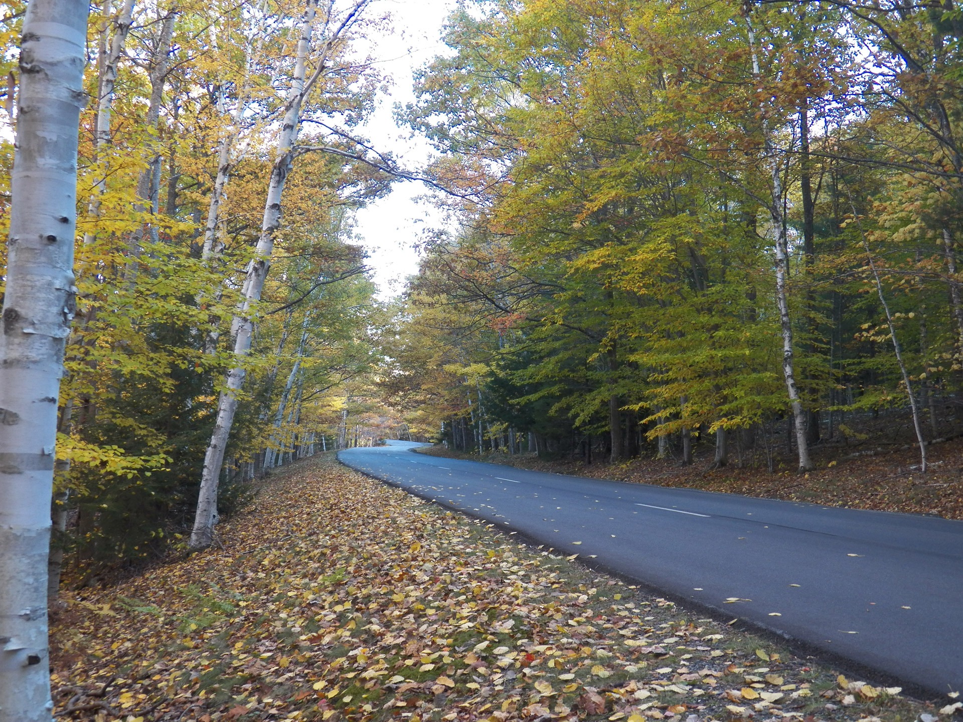 forest, tree, road, new england, trees, fall foliage, transportation, tranquil scene, fall, direction, scenics - nature, day, non-urban scene, diminishing perspective, HD Wallpaper