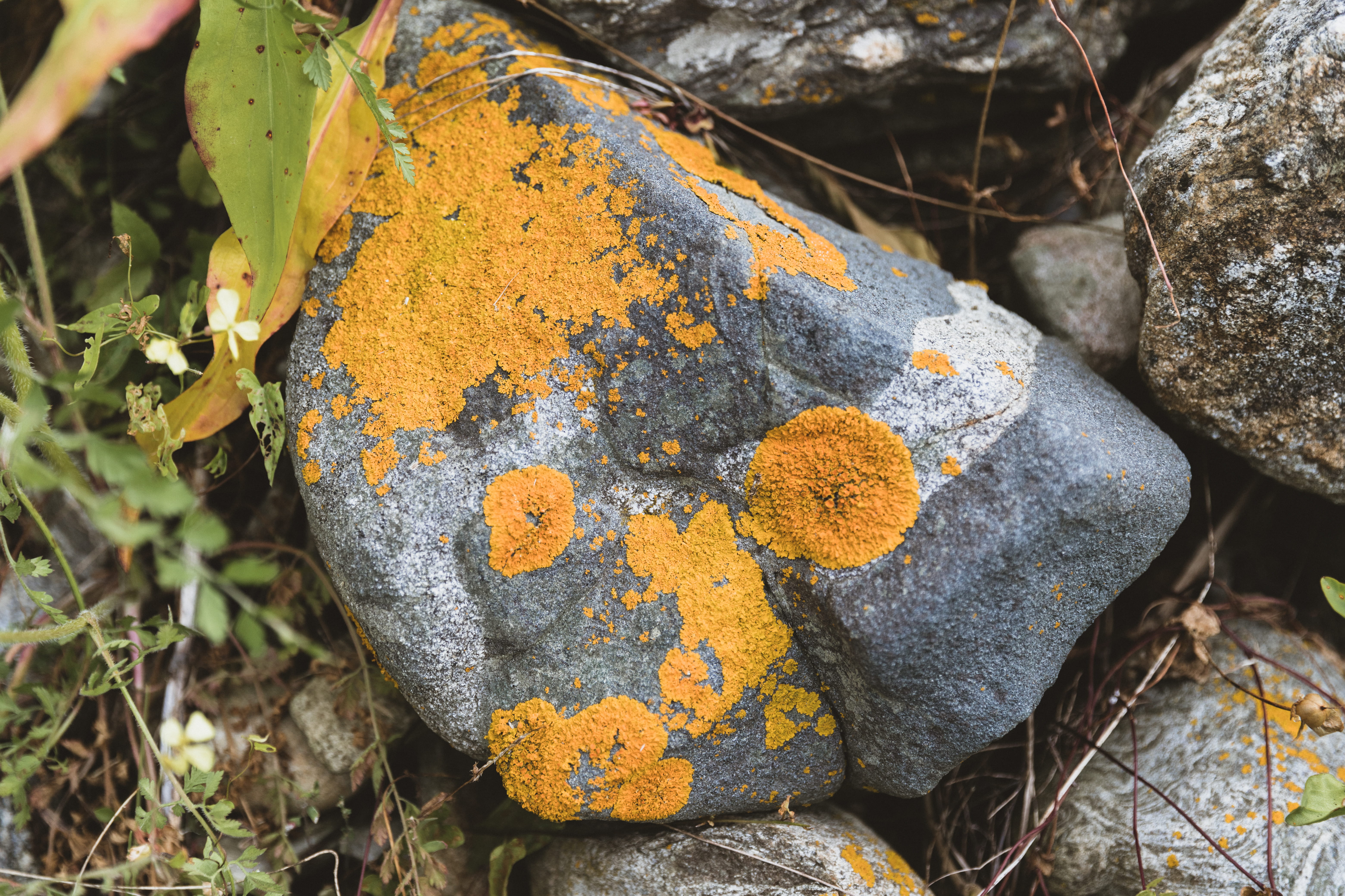 united states, outdoors, leaf, land, high angle view, day, cold, rocks, rock, 5K, saint george, plant, moss, fungus, lichen, marshall point road, nature, HD Wallpaper