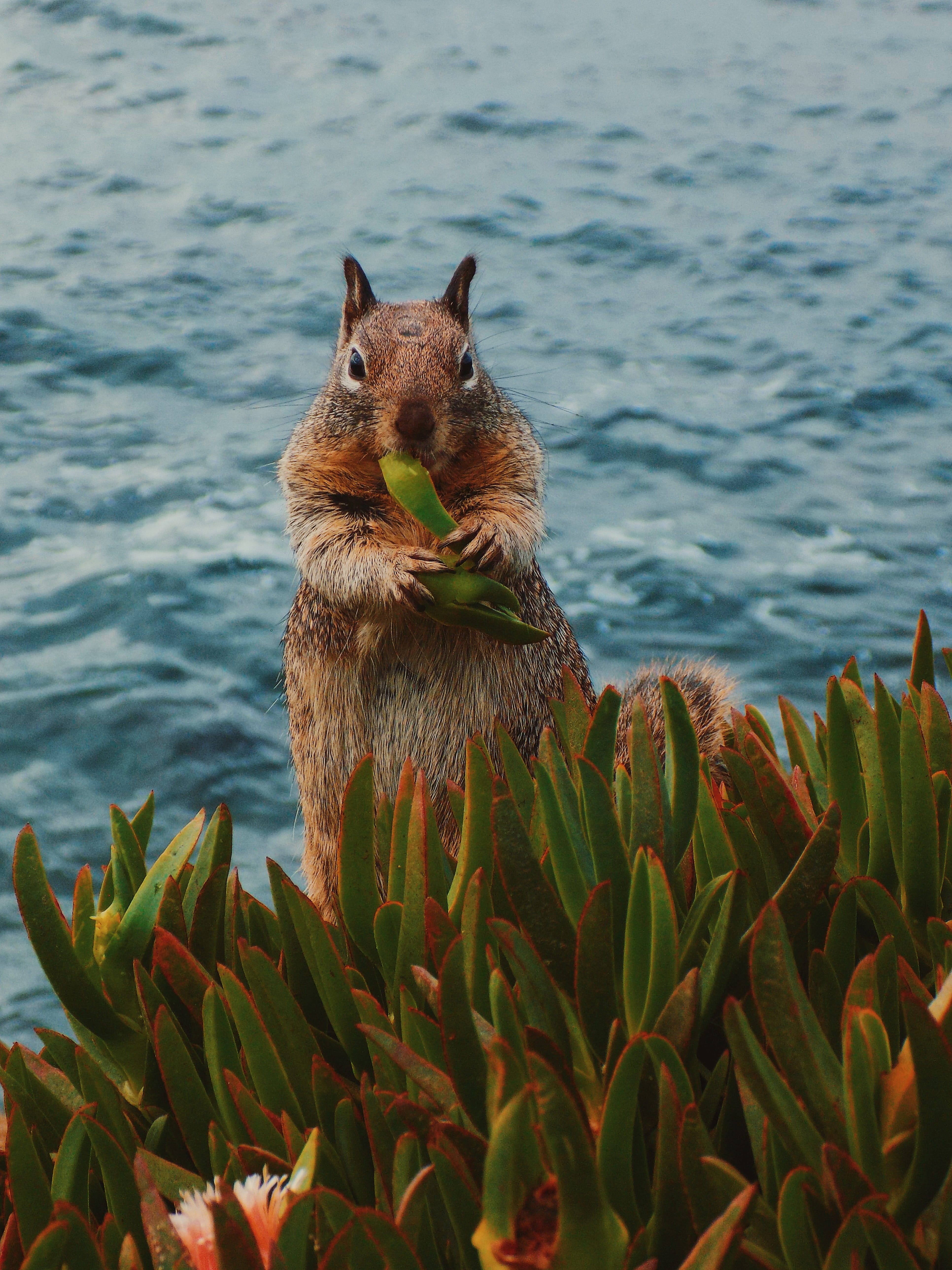 one animal, fauna, animal, beaver, lake, nature, squirrel, promontory, green color, vegetation, food, animals in the wild, seal beach, outdoors, mammal, Phone HD Wallpaper