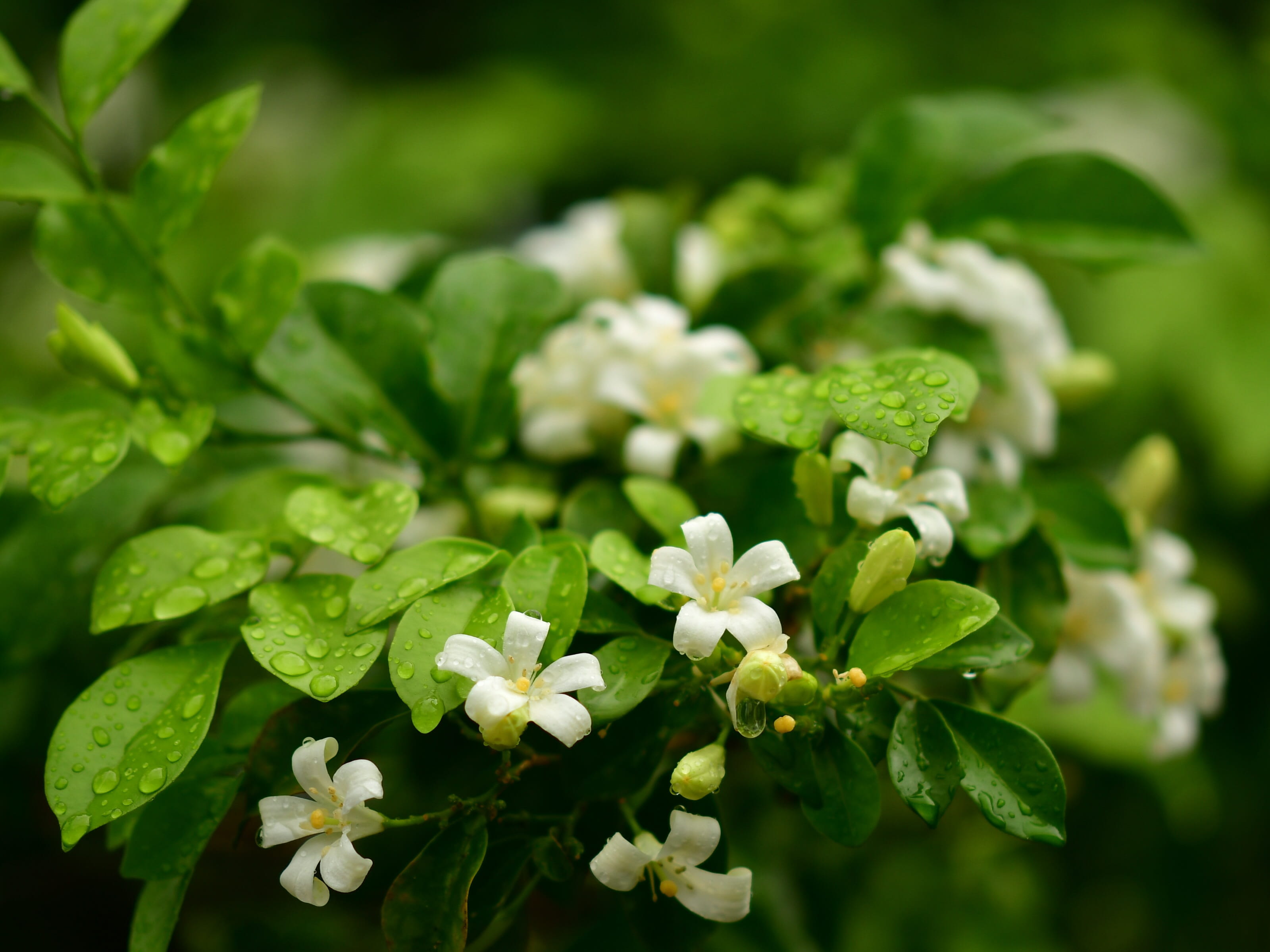 2K, freshness, bloom, fragrance, leaf, jasmin, growth, flower head, no people, day, orange jasmine, green color, outdoors, flowering plant, nature, inflorescence, HD Wallpaper