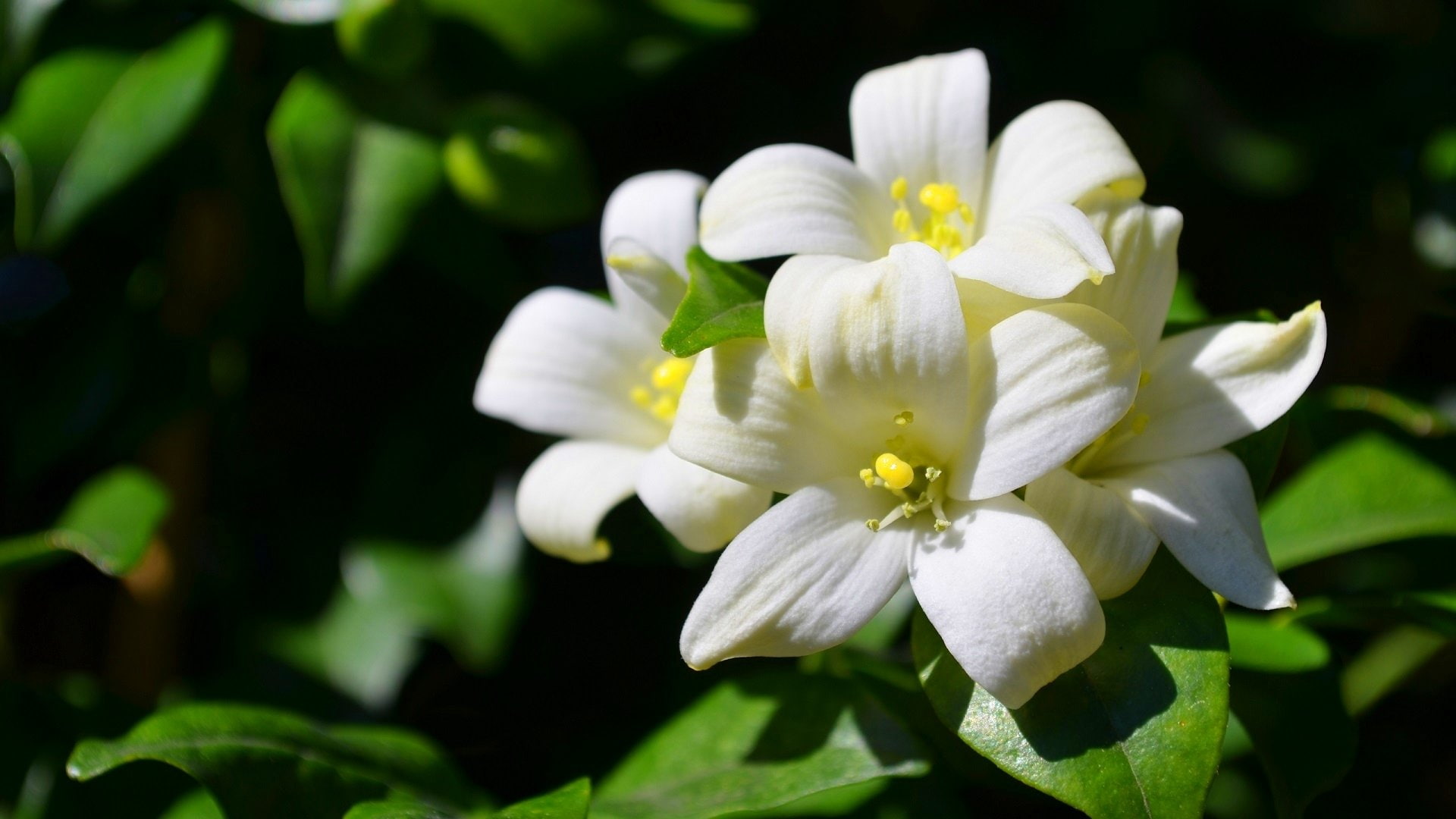 Jasmine, Flower, 1080P, Flowers, Nature, White Flower, White, HD Wallpaper