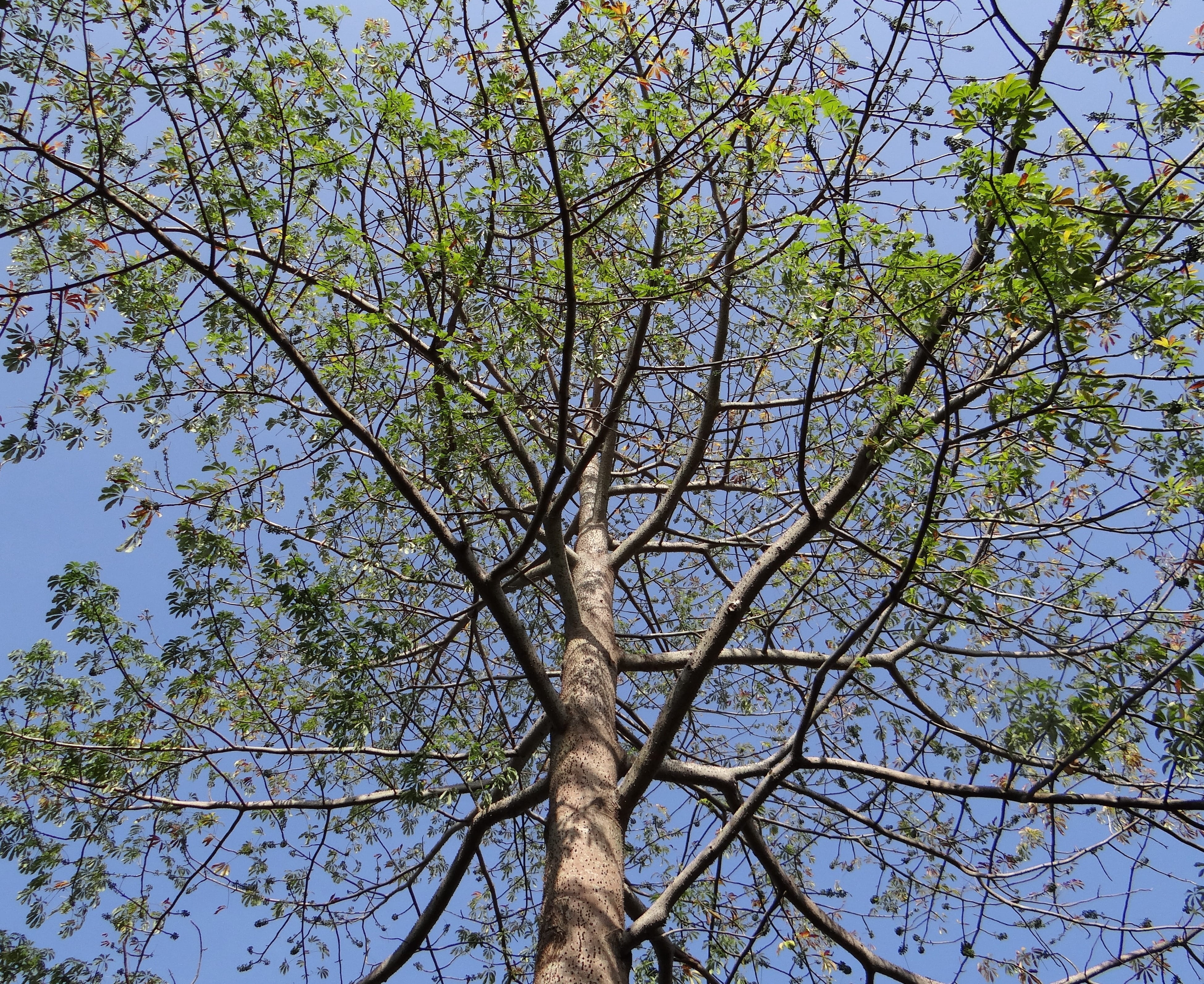 plant, 4K, branch, outdoors, Bombax Ceiba, day, tree trunk, tree, silk cotton, land, tree canopy, forest, hubli, tranquility, clear sky, sunlight, Silk Cotton, HD Wallpaper