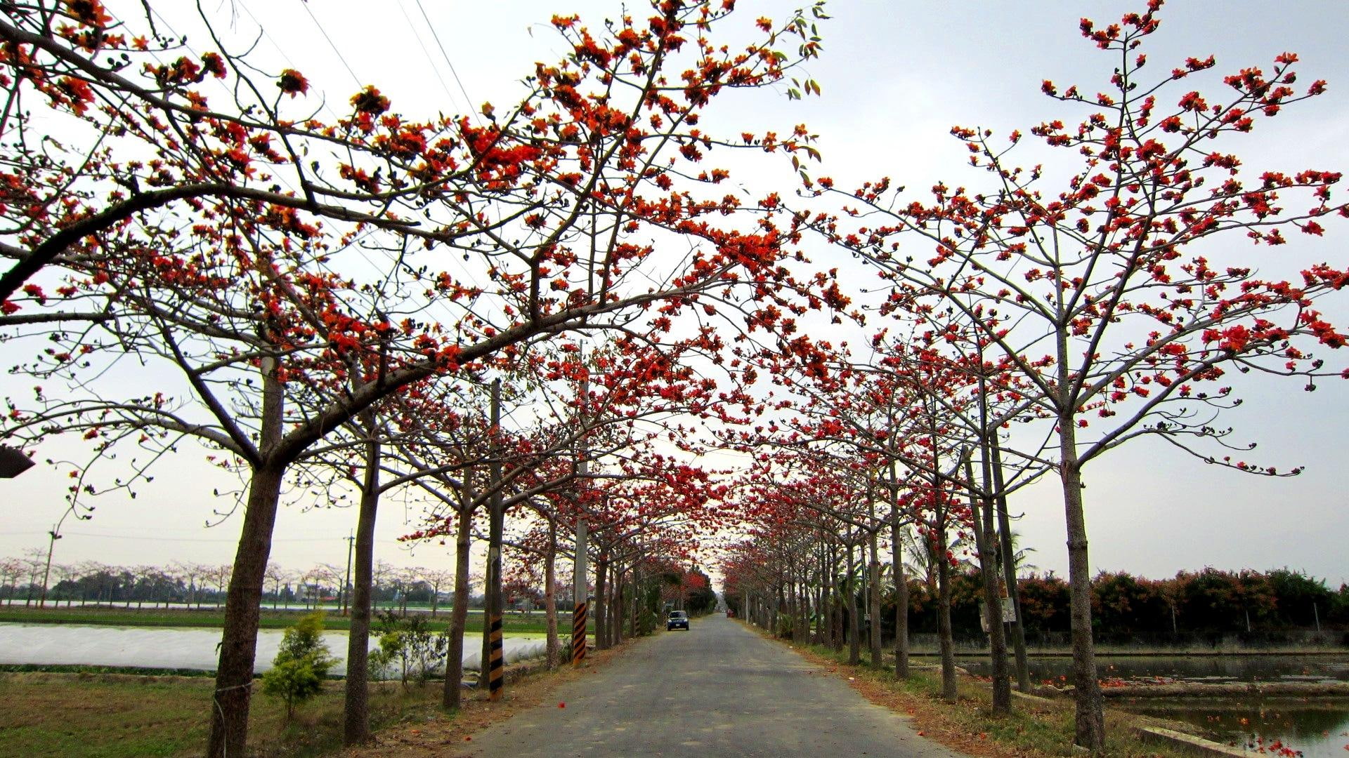 road, huge flowers, nature and landscapes, tree, orange-red, 1080P, bombax malabarica, trees, kapok, HD Wallpaper