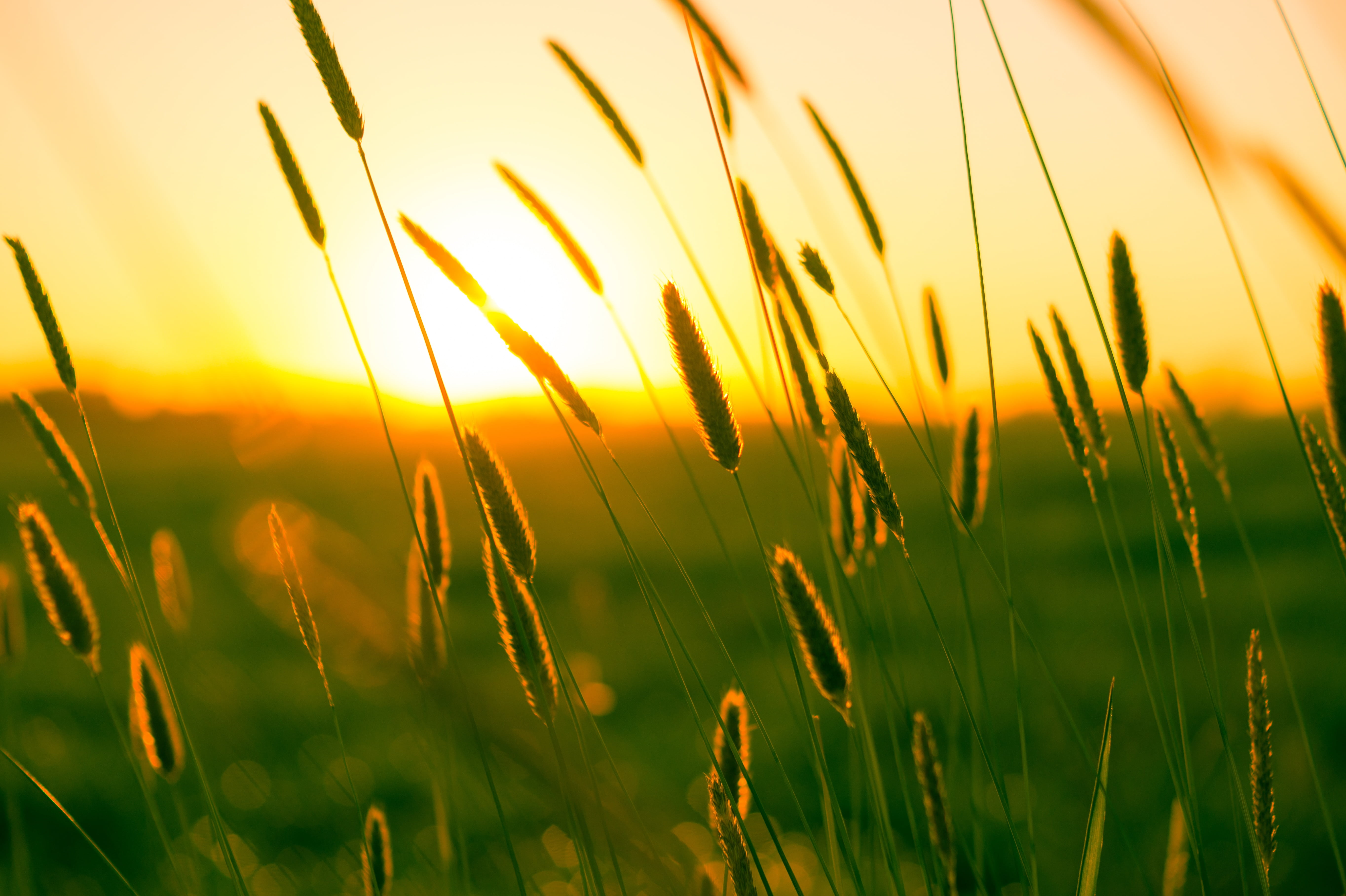 wheat, land, landscape, lifestyle, plant, growth, sun, sunset, meadow, culm, nature, close-up, selective, summer, beauty in nature, woman, field, outdoors, HD Wallpaper