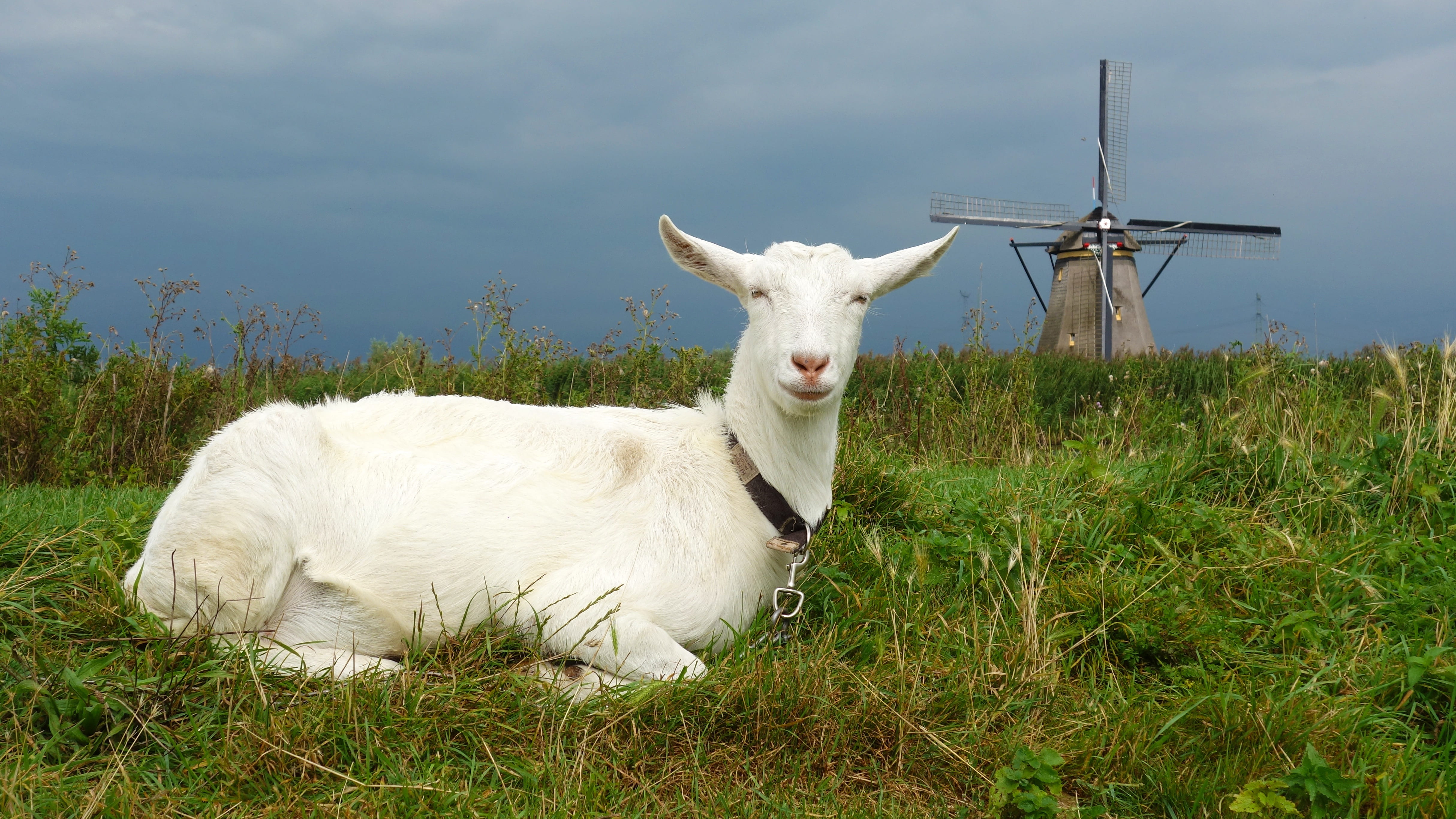 grass, nature, animal, one animal, landscape, dutch landscape, growth, domestic animals, outdoors, environment, pets, netherlands, 4K, wind mill, livestock, HD Wallpaper