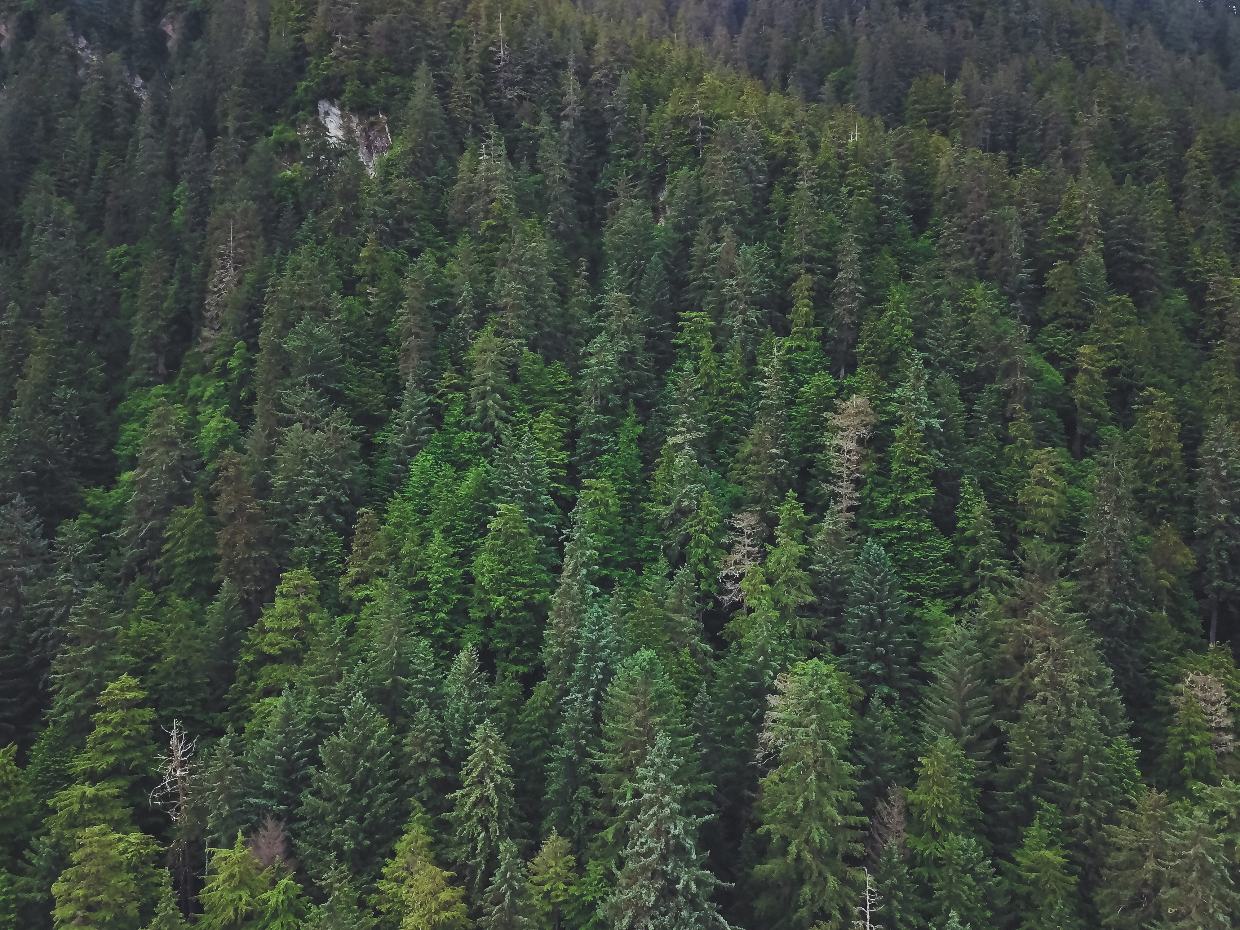 land, pine wood, drone, high angle view, pattern, norther, day, trees, non-urban scene, evergreen tree, nature, 4K, christmas, no people, growth, tranquility, HD Wallpaper