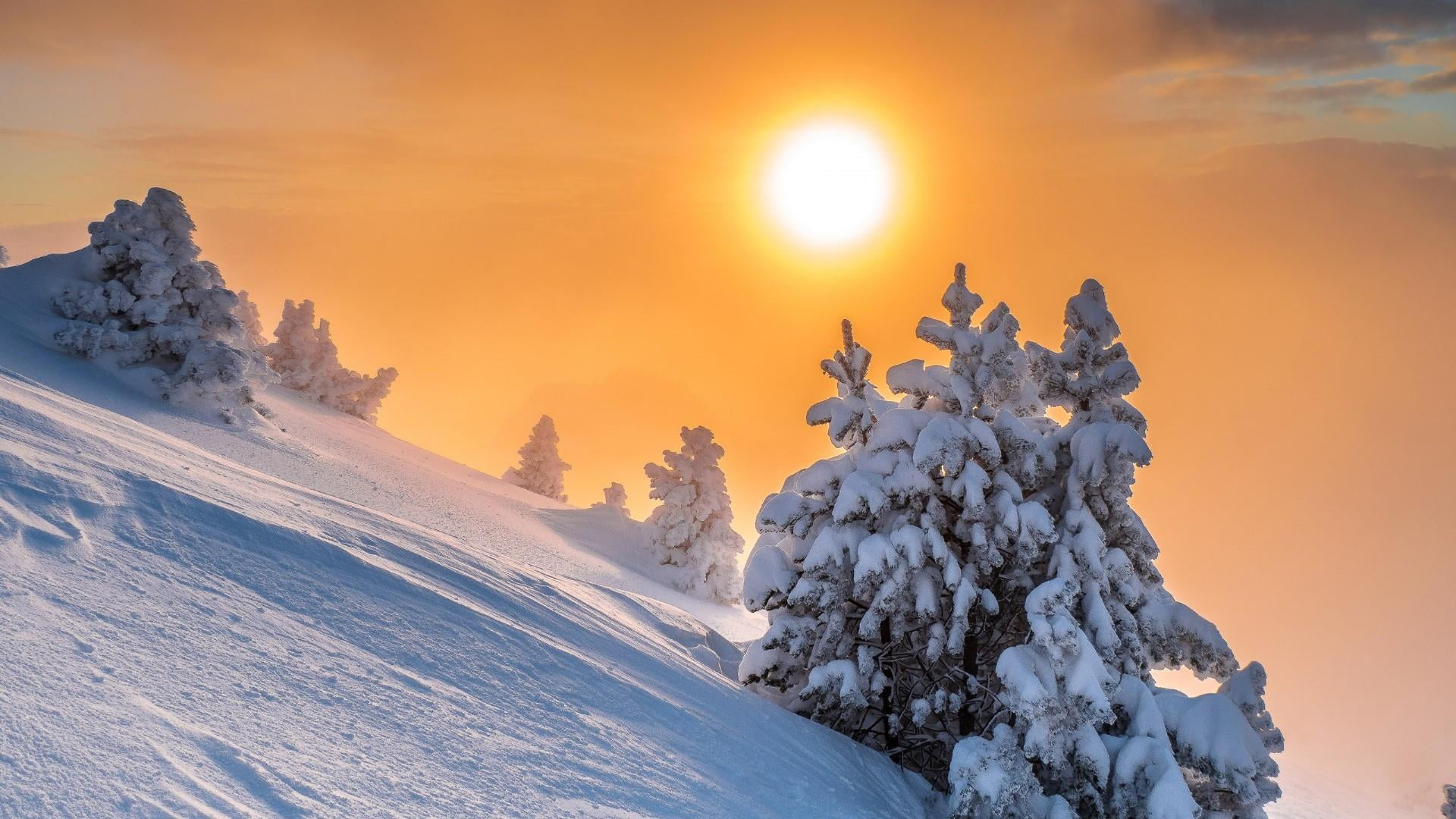 tranquil scene, snow, mountainside, non-urban scene, nature, snowcapped mountain, sky, tree, sun, pine, light, beauty in nature, no people, mountain peak, HD Wallpaper