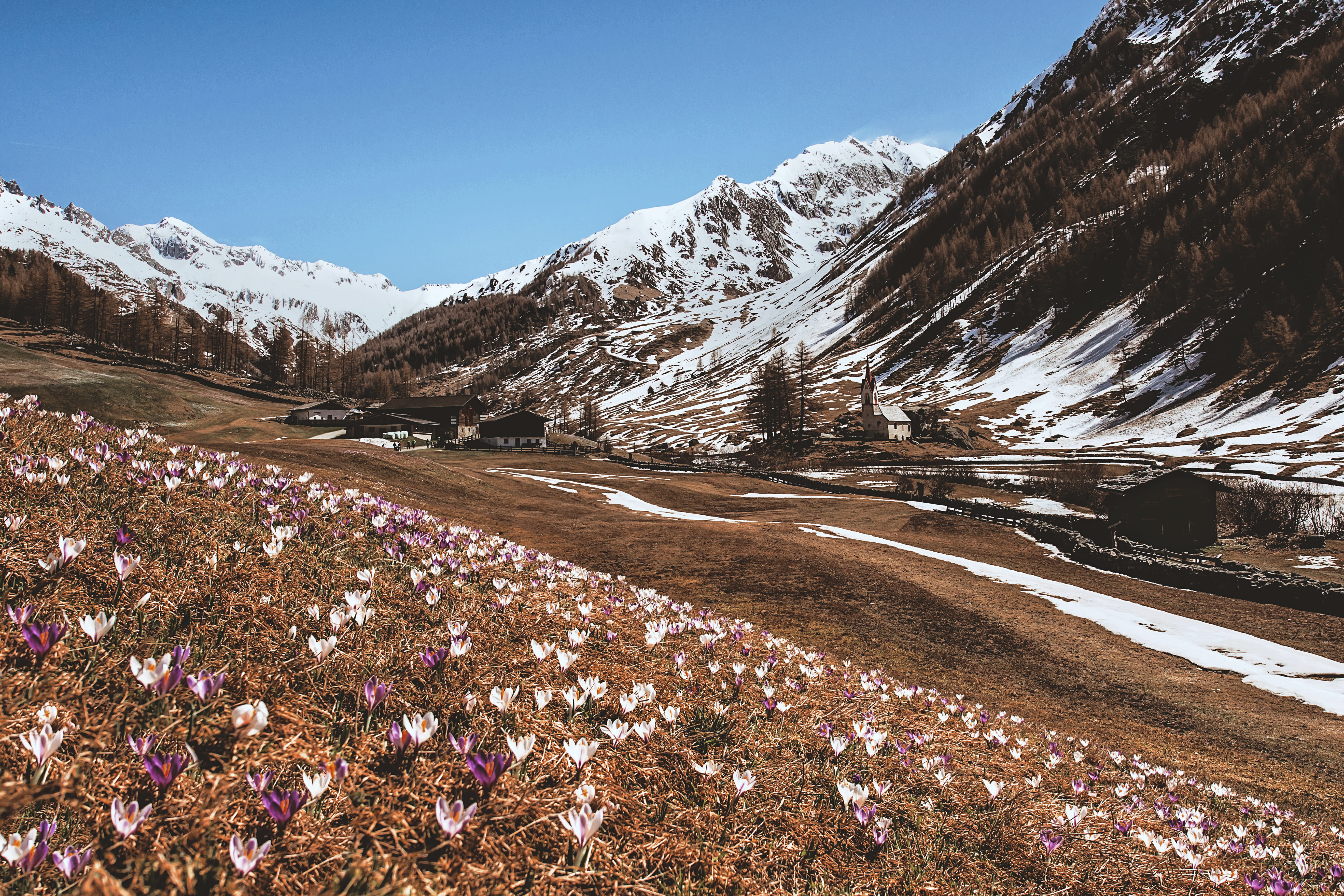 day, flowering plant, road, 5K, cold temperature, blue, plant, sky, pine woodland, snowcapped mountain, mountains, tranquil scene, crocu, coniferous tree, HD Wallpaper