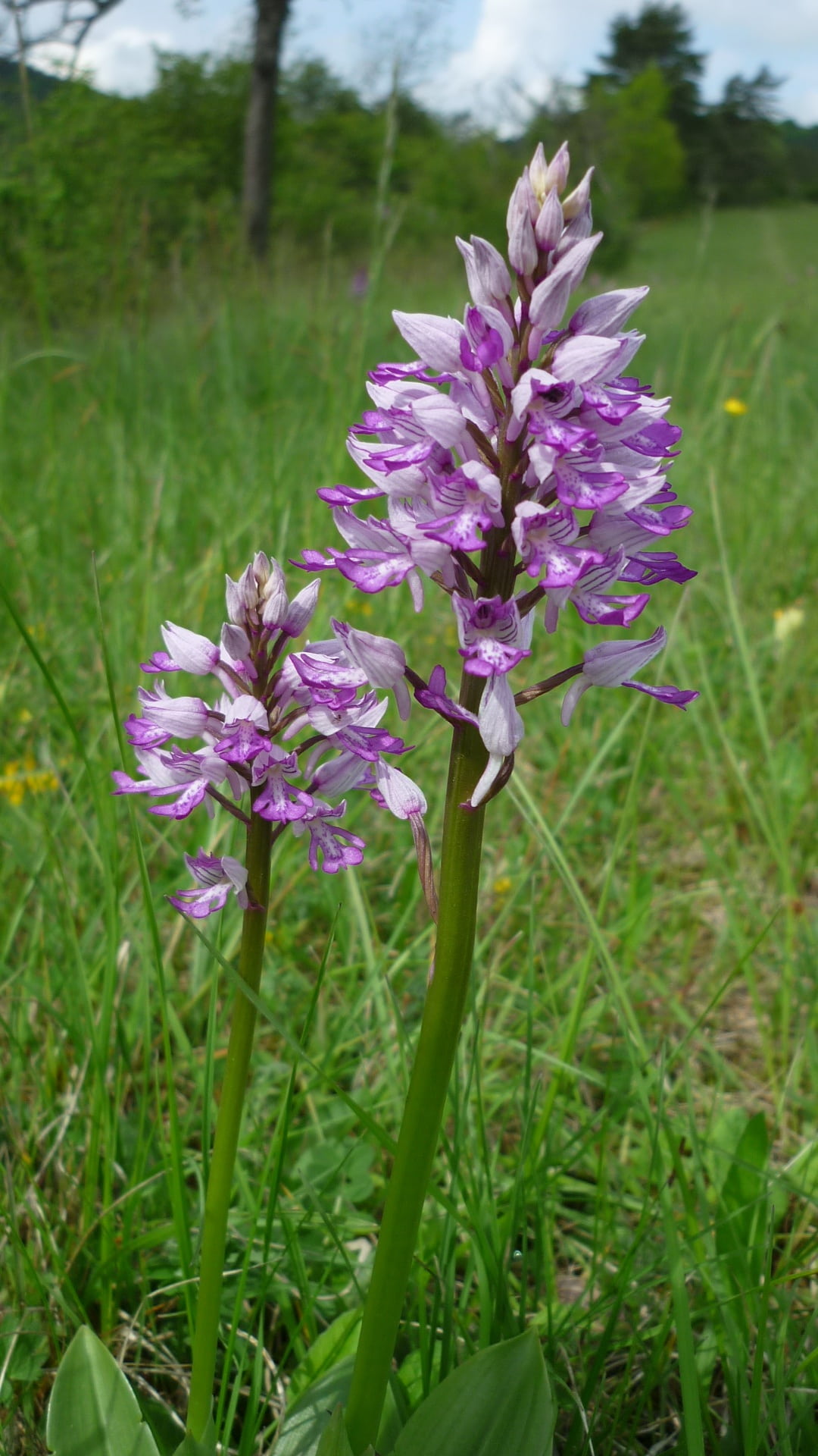 military orchid, growth, mountainside, outdoors, summer, grass, freshness, protected, field, purple, close-up, plant, green Color, flower, petal, beauty in nature, Phone HD Wallpaper