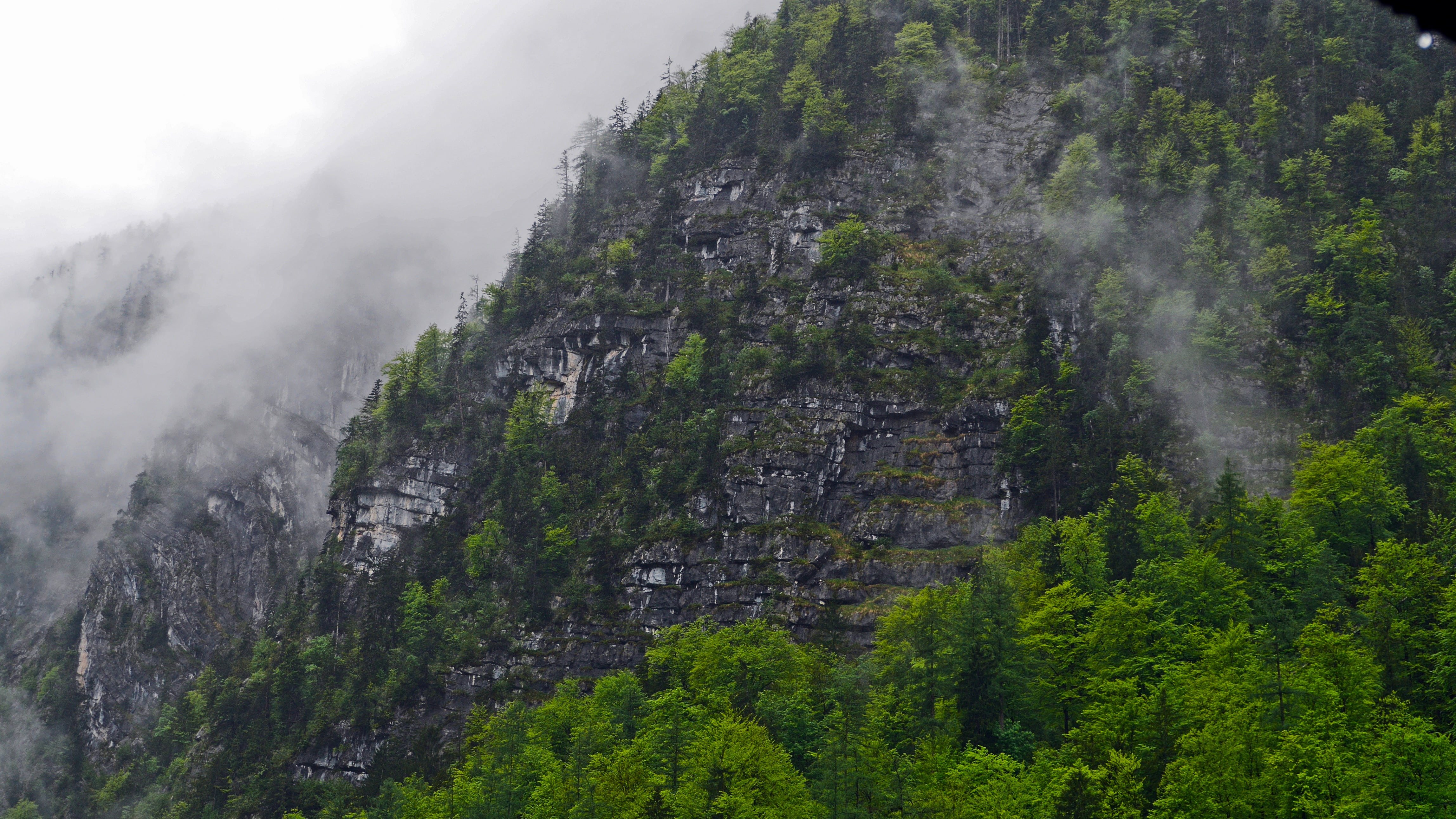 scenics - nature, fog, travel destinations, forest, tree, plant, outdoors, green color, nature, land, pine tree, 4K, hallstatt, tranquil scene, beauty in nature, HD Wallpaper