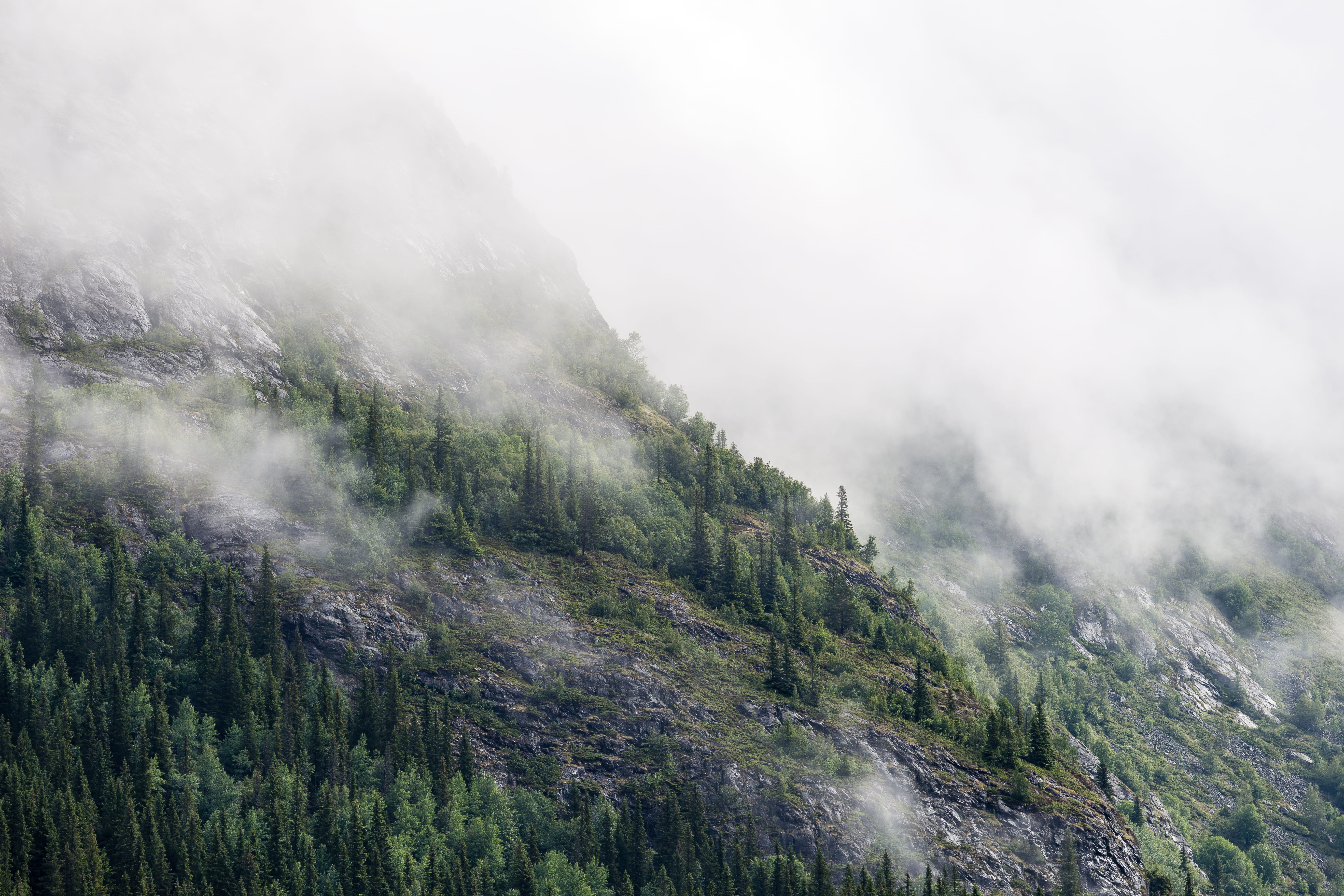 non-urban scene, norway, nature, plant, pinaceae, land, mist, no people, pine tree, fog, haze, daytime, smog, foggy, tree, mountain, forest, mountain peak, HD Wallpaper