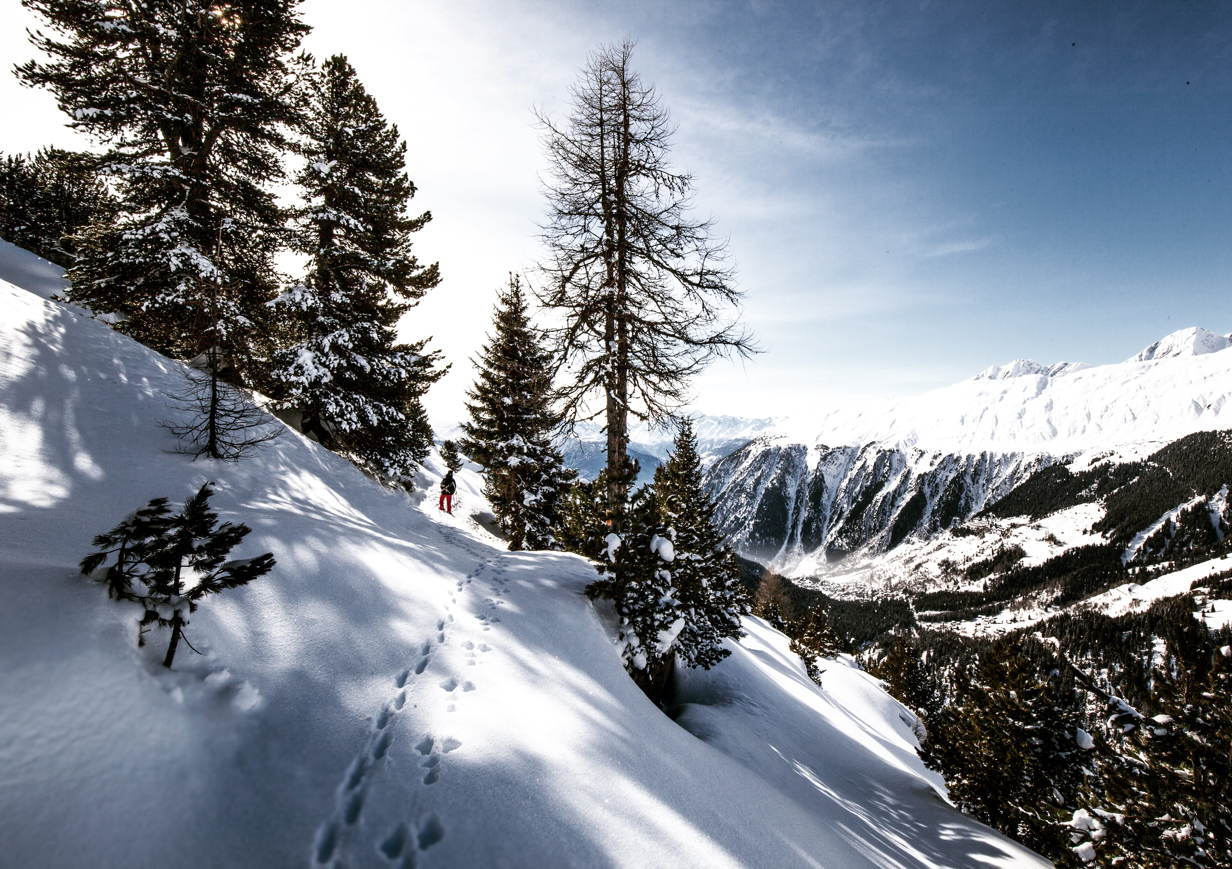 winter, pine, forest, snowing, environment, hiker, scenics - nature, hike, snow, plant, 4K, tranquil scene, non-urban scene, outdoor, mountains, woodland, HD Wallpaper