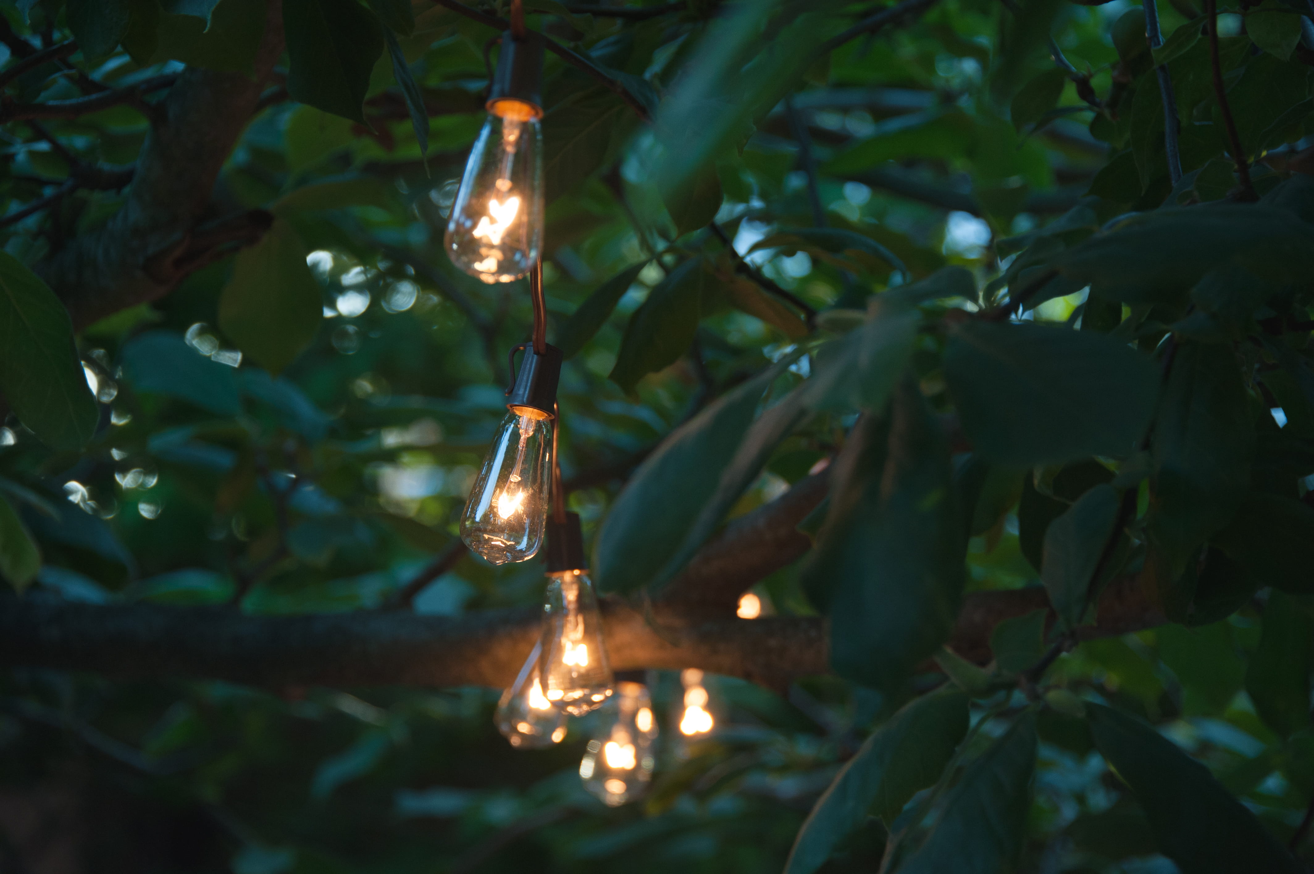 light bulb, cozy, vegetation, flare, land, electricity, tree, plant part, growth, torch, focus on foreground, bulb, illuminated, brown, close-up, lighting equipment, HD Wallpaper