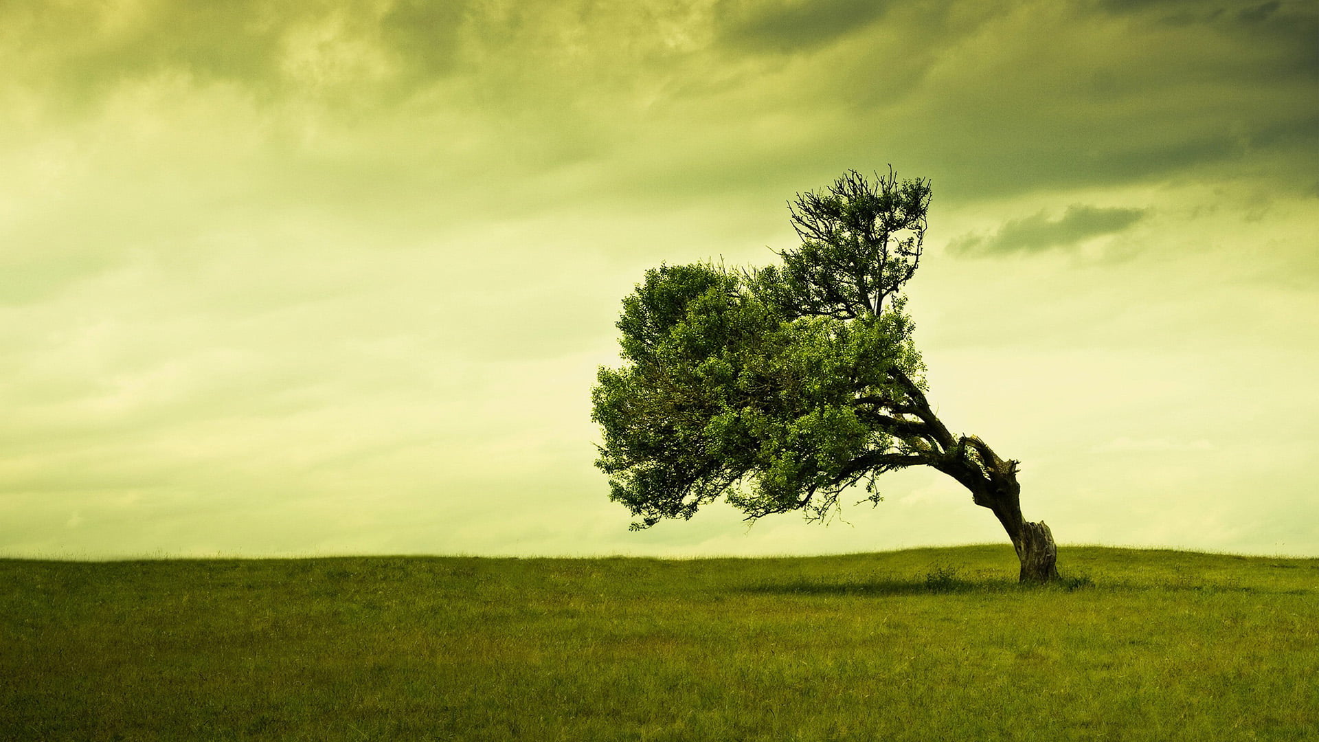 oak, leaves, tranquil scene, trees, spring, farm, outdoors, scenery, country, rural, scenics - nature, land, clouds, summer, farming, cloud - sky, isolated, HD Wallpaper