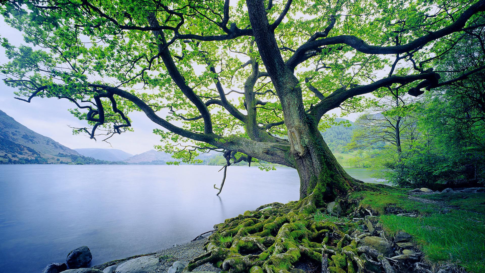 day, tree trunk, branch, sunny, summer, green color, growth, fall, season, non-urban scene, woods, lake, wood, outdoors, scenery, flora, sunlight, lush, HD Wallpaper