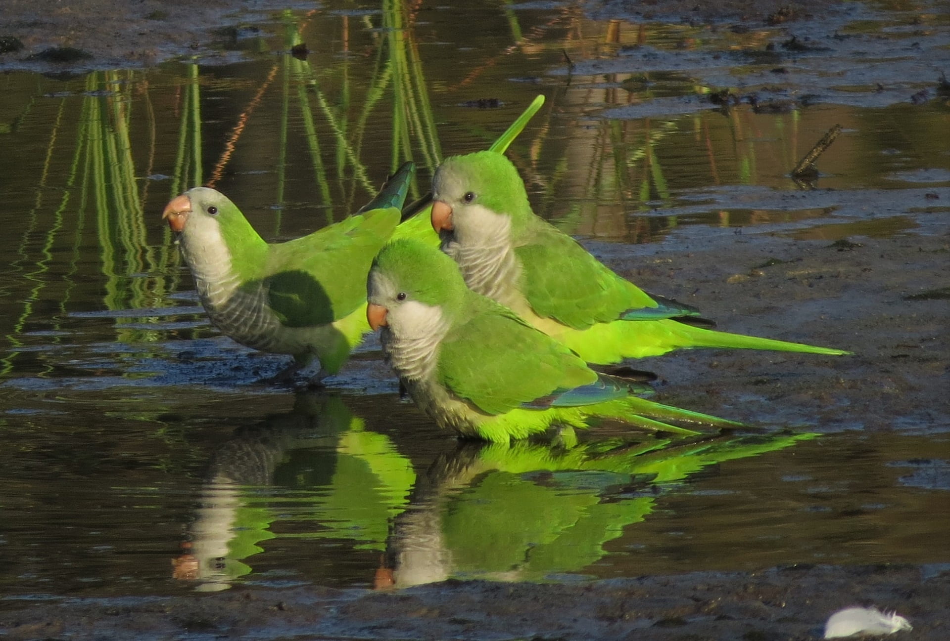 1080P, animal wildlife, duck, young bird, group of animals, nature, day, reflections, animal themes, birds, monk parakeets, lake, animal family, body, HD Wallpaper